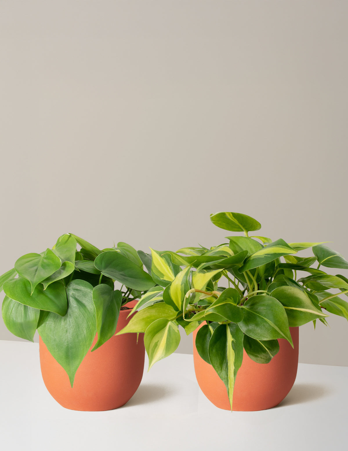 Sarkıcı Philodendron İkilisi
