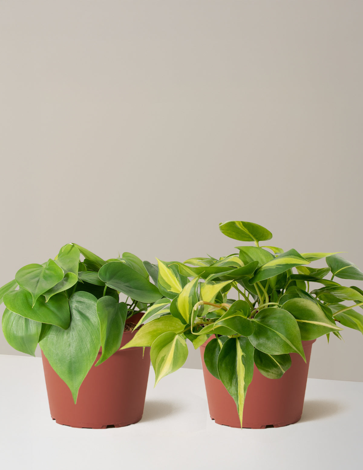 Sarkıcı Philodendron İkilisi