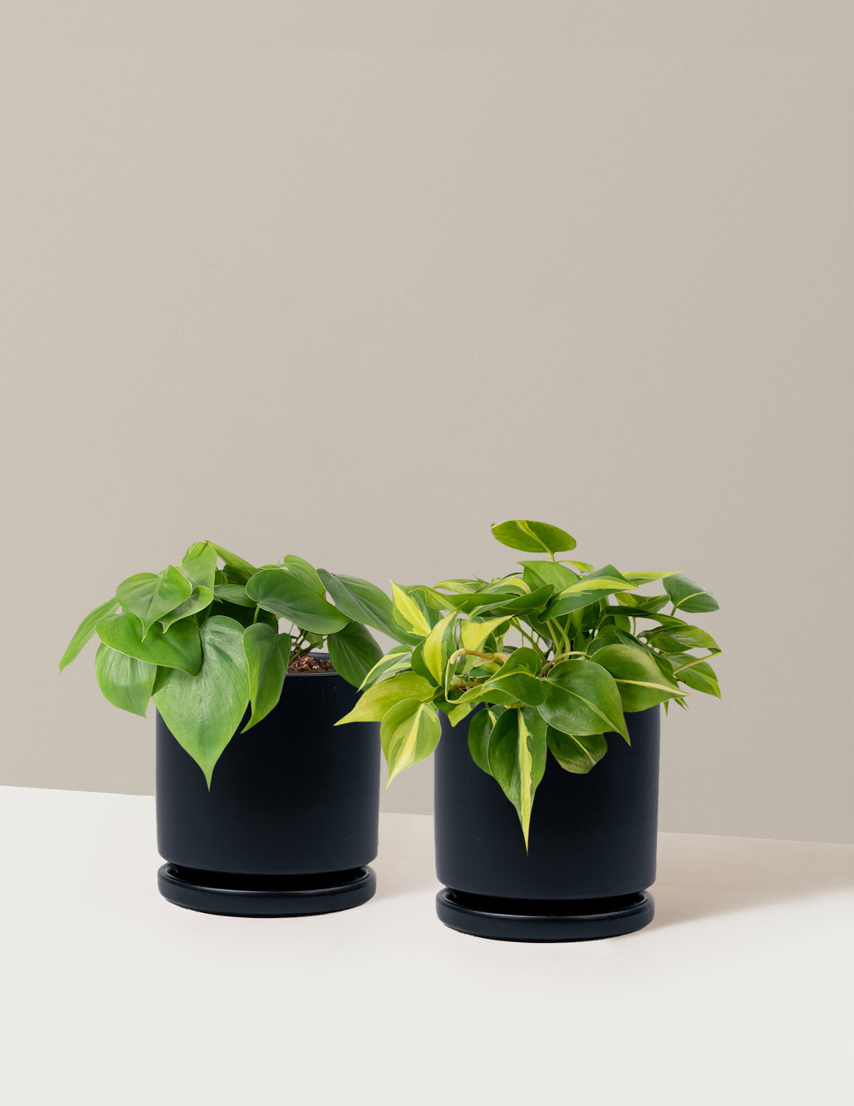 Sarkıcı Philodendron İkilisi