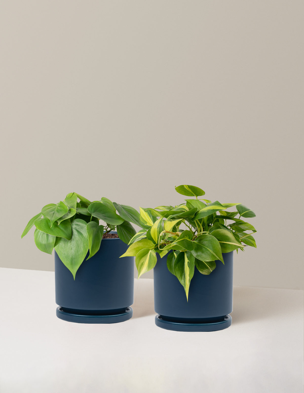 Sarkıcı Philodendron İkilisi