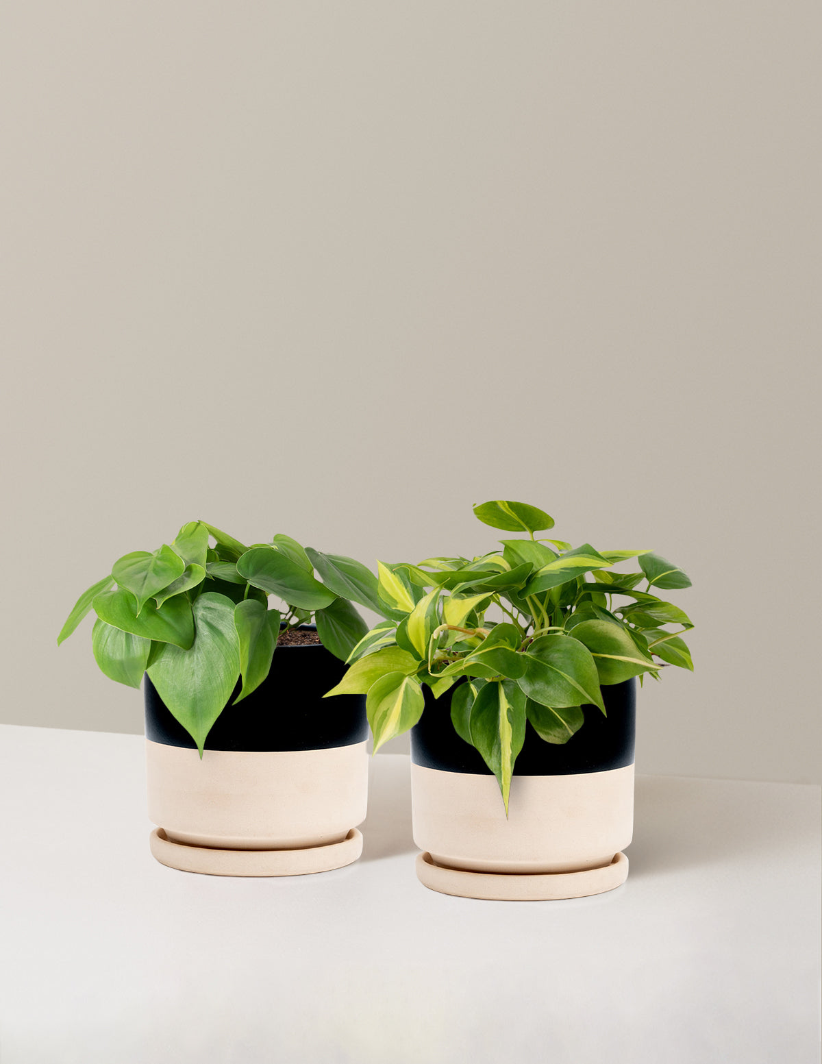 Sarkıcı Philodendron İkilisi
