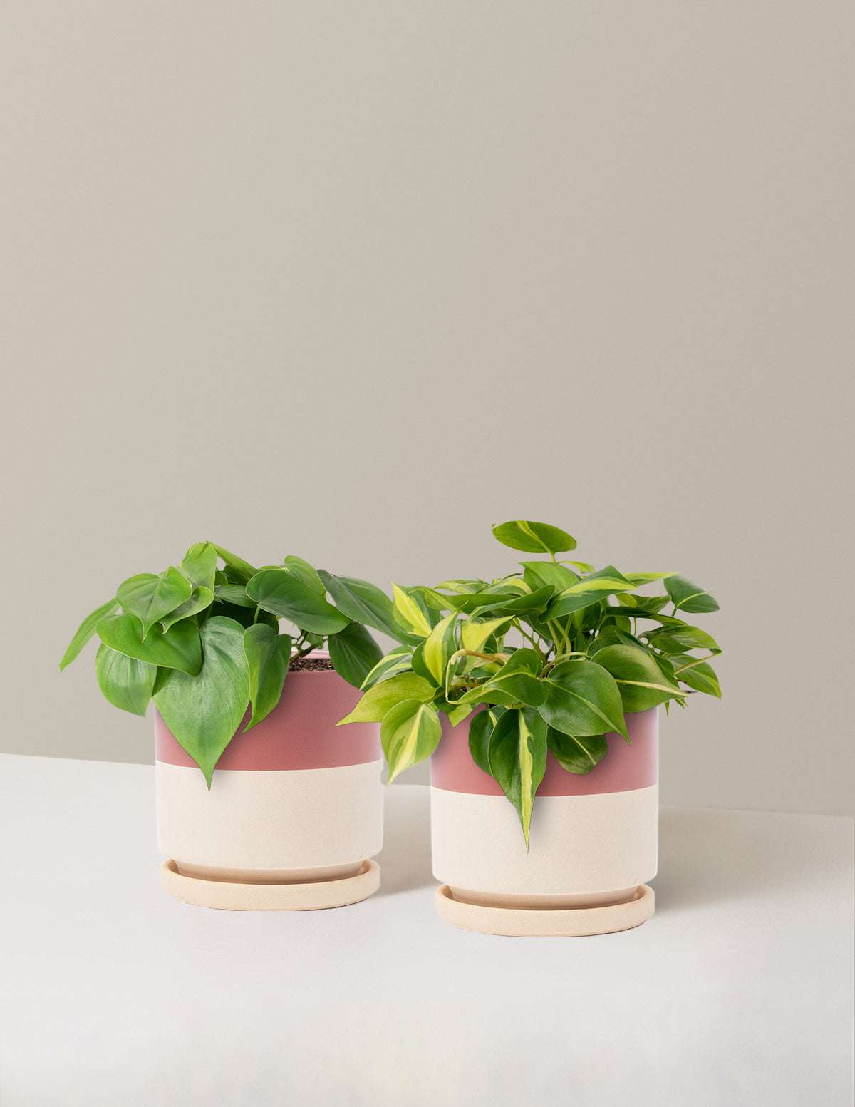 Sarkıcı Philodendron İkilisi