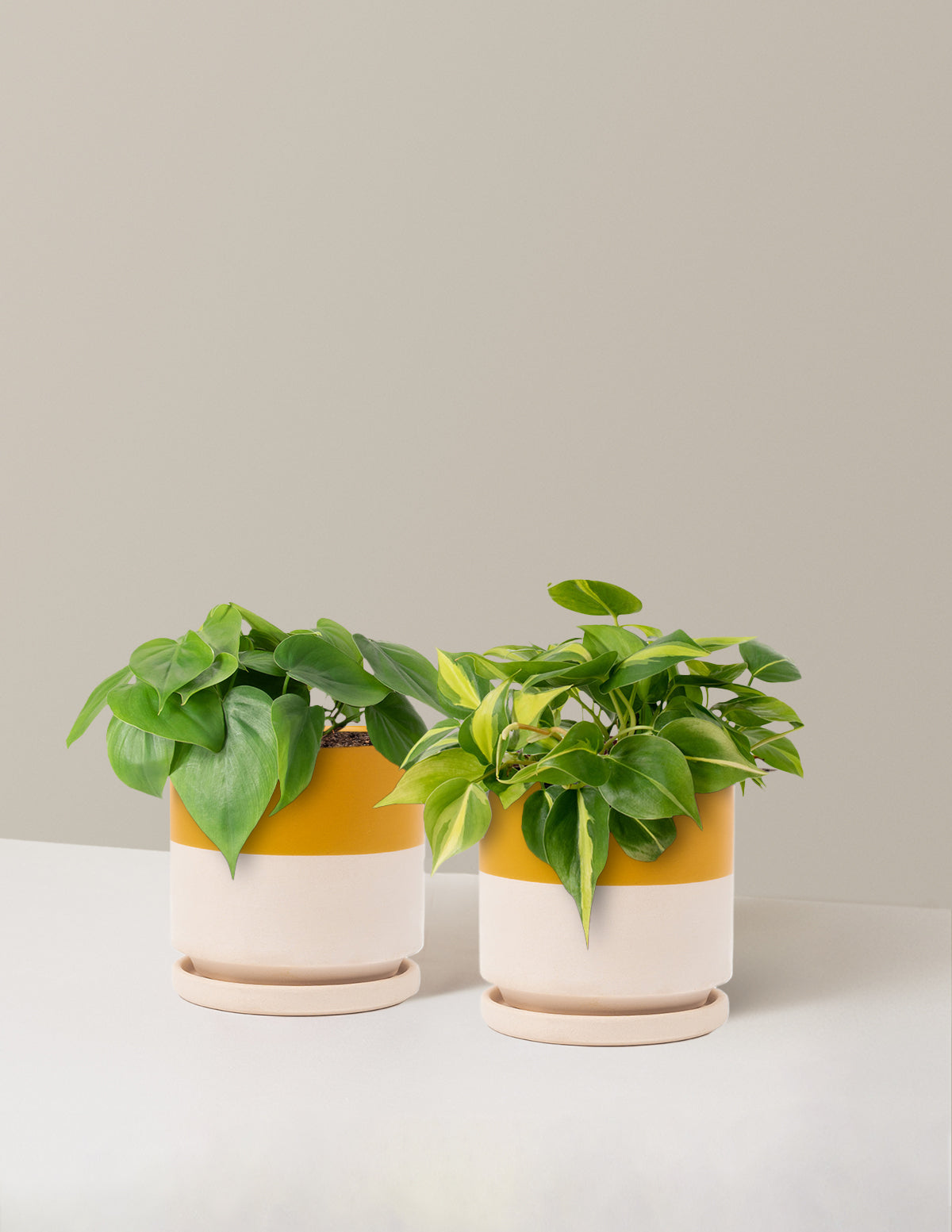 Sarkıcı Philodendron İkilisi