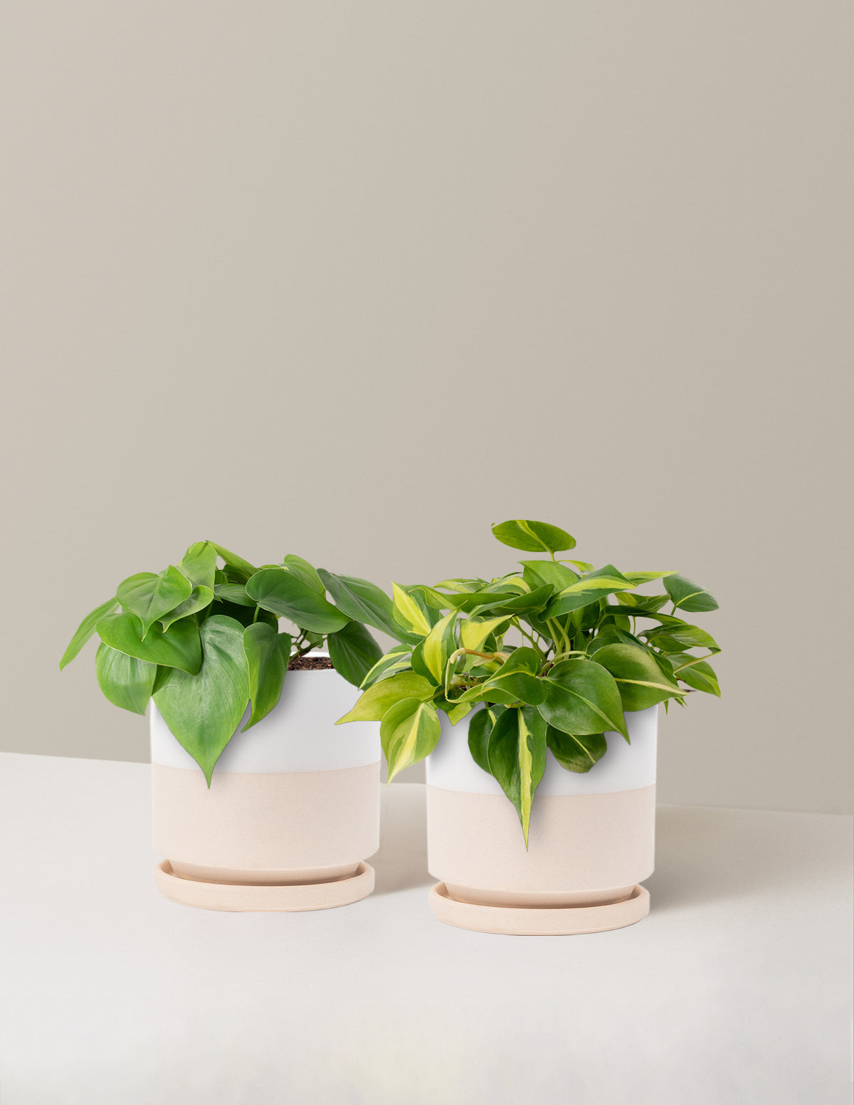 Sarkıcı Philodendron İkilisi