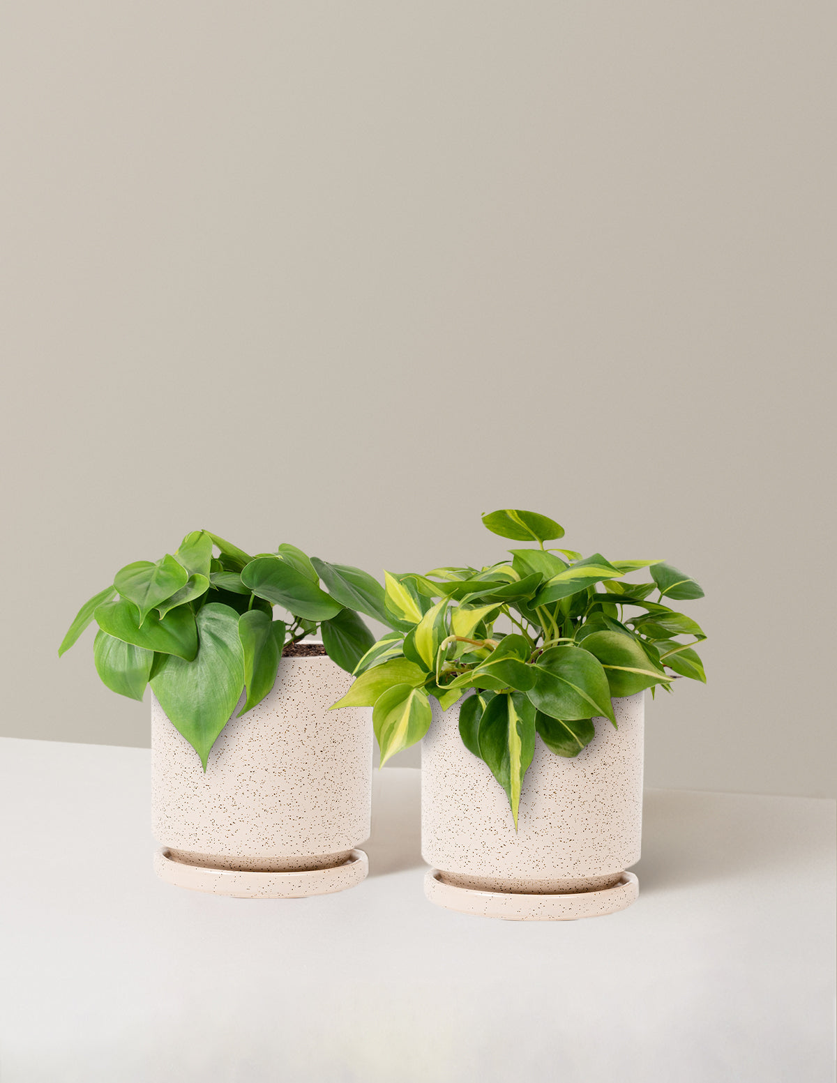 Sarkıcı Philodendron İkilisi