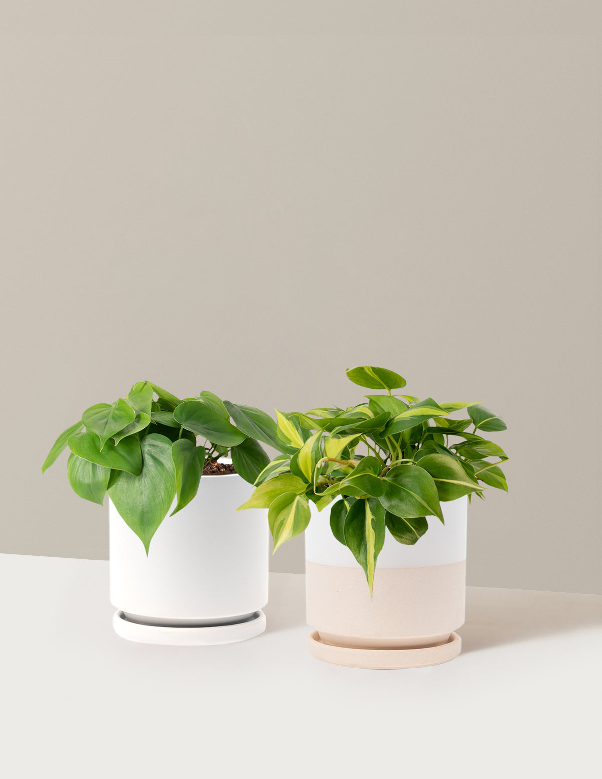 Sarkıcı Philodendron İkilisi