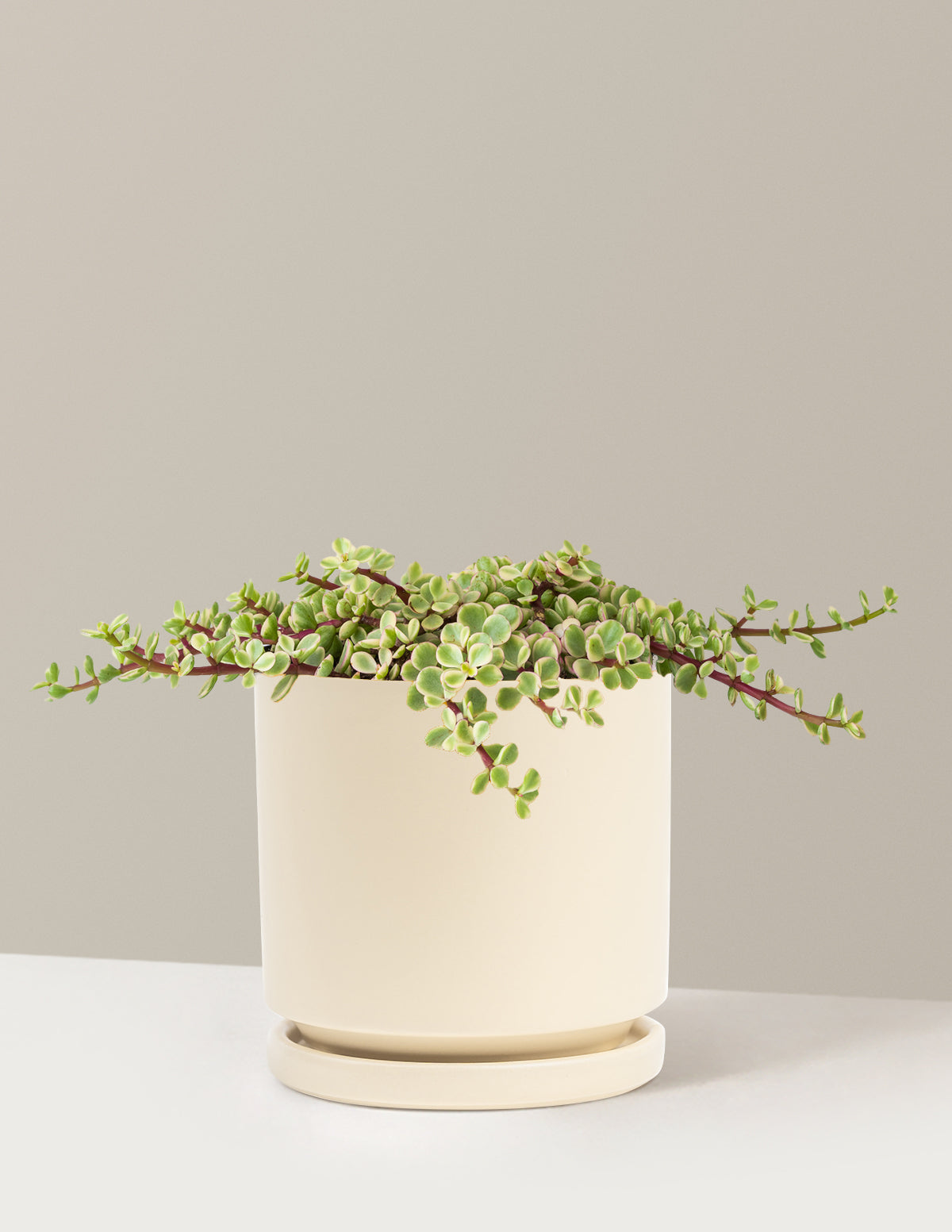 Alacalı Fil Çalısı (Variegated Elephant Bush) - Bereket Bitkisi