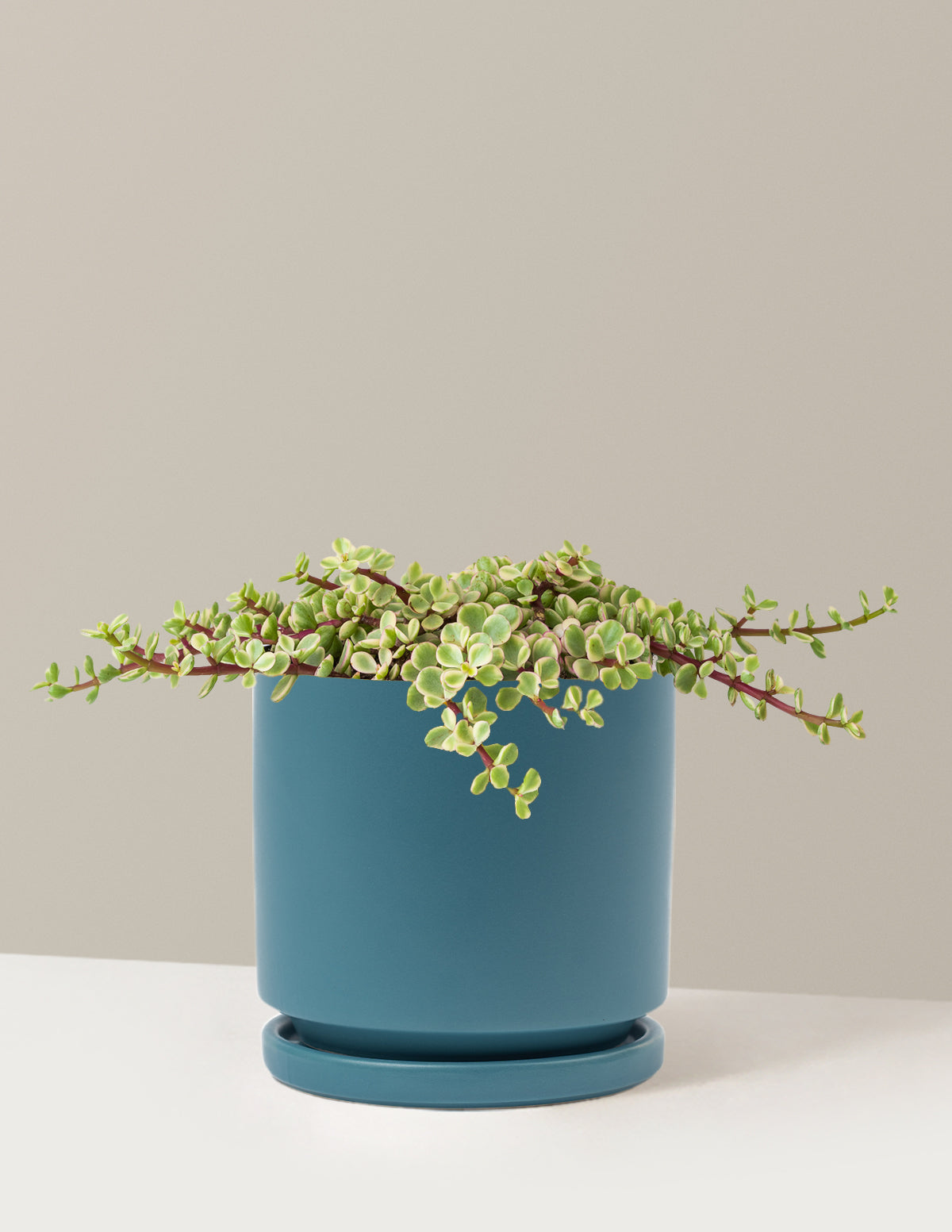 Alacalı Fil Çalısı (Variegated Elephant Bush) - Bereket Bitkisi