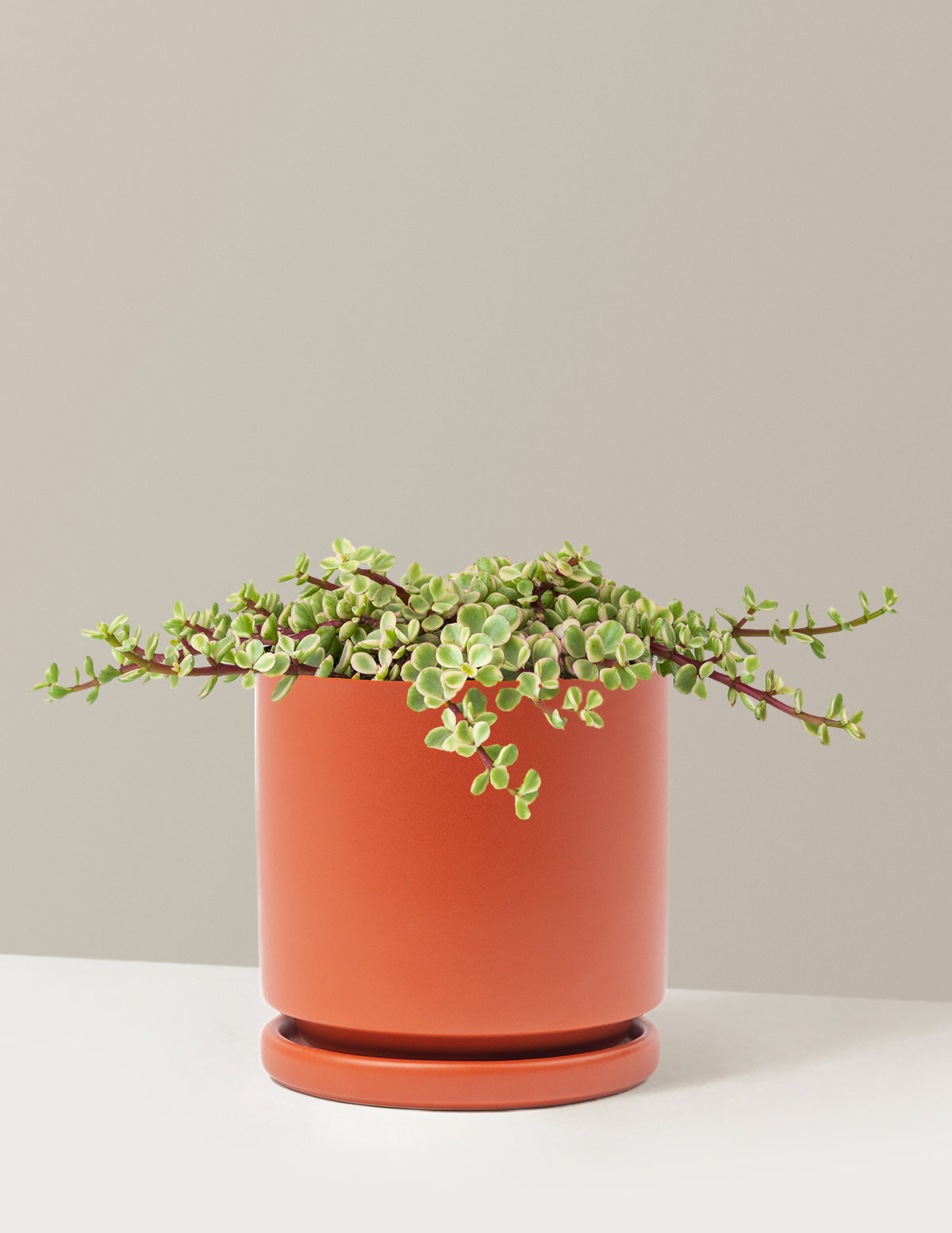 Alacalı Fil Çalısı (Variegated Elephant Bush) - Bereket Bitkisi