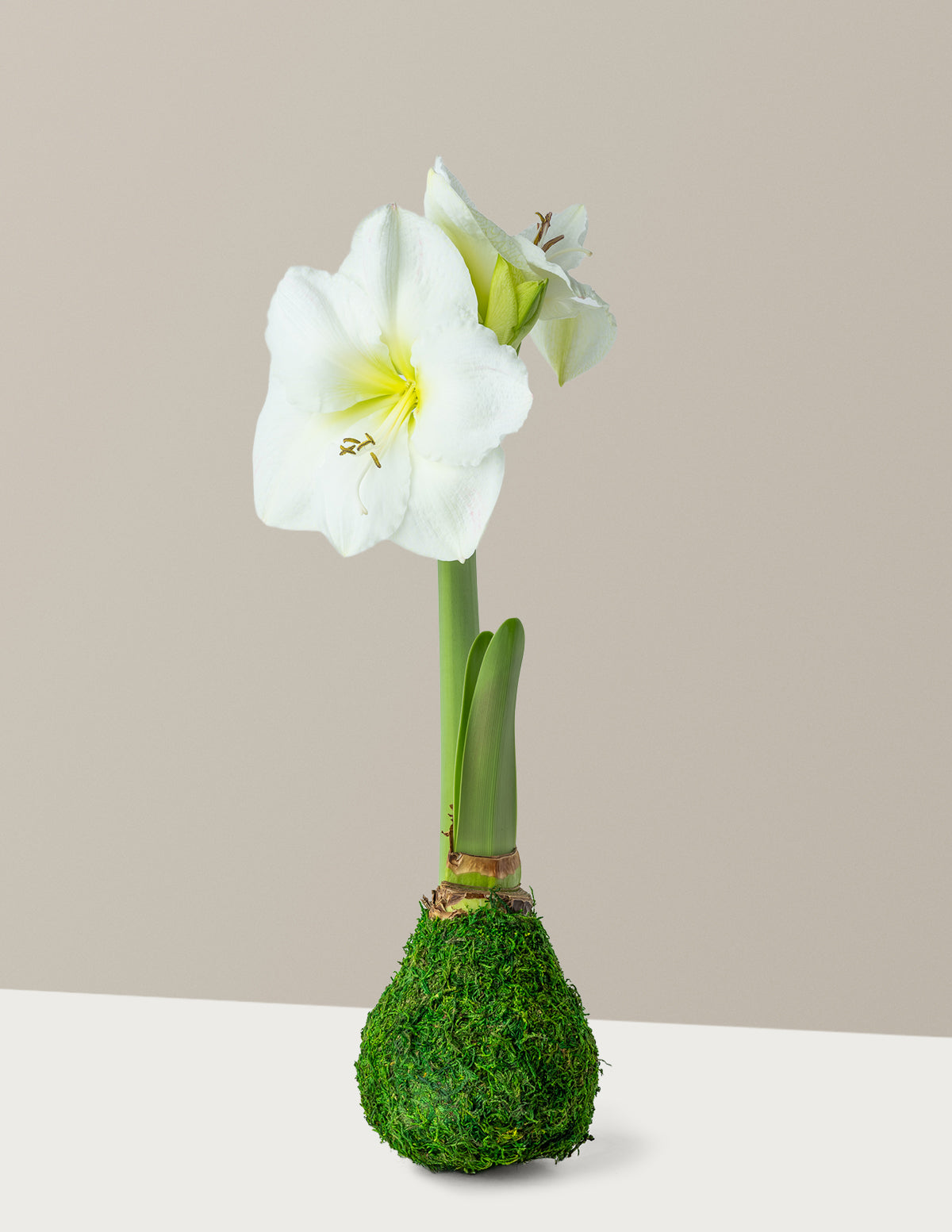 Mum Kaplı Amaryllis Soğanı