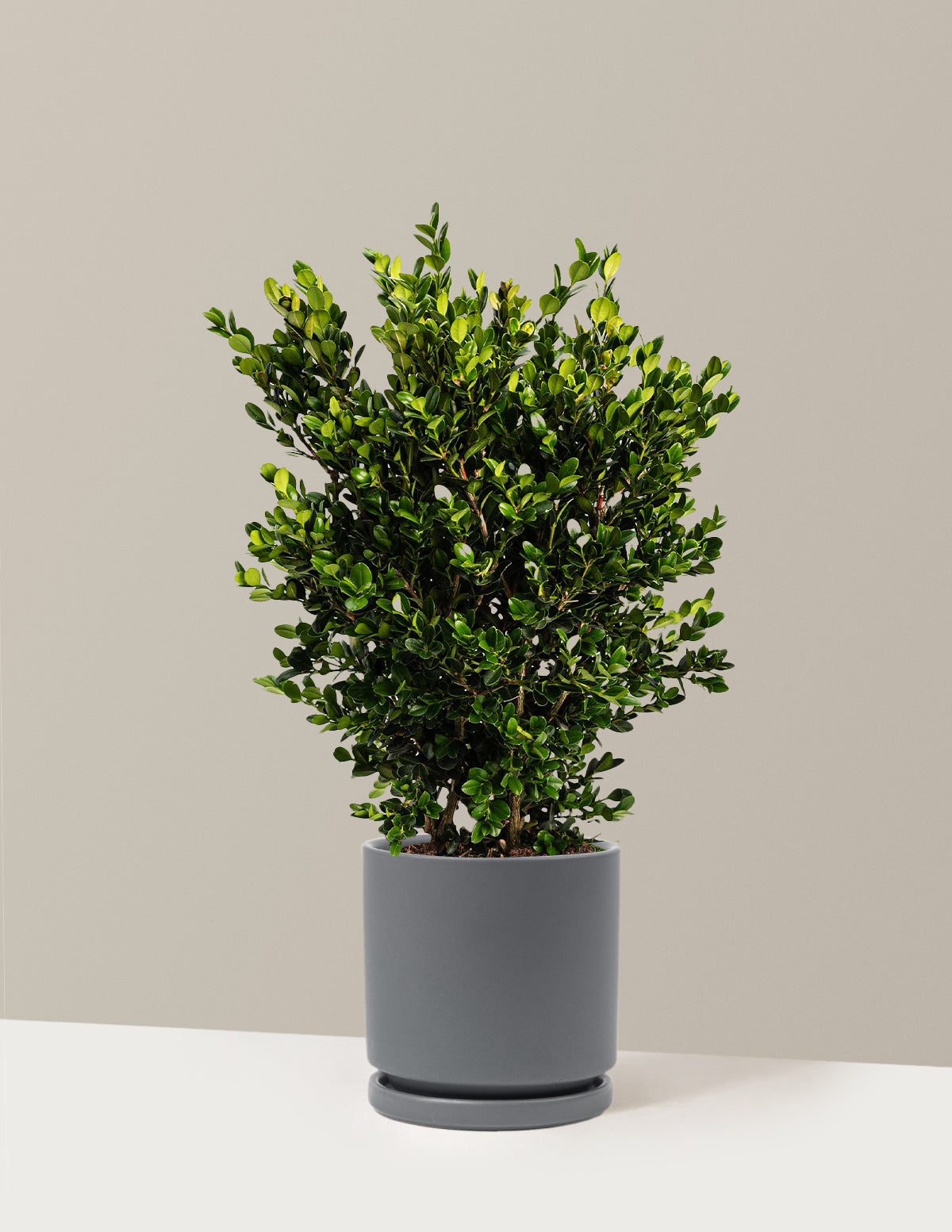 Wintergreen Şimşir (Boxwood)