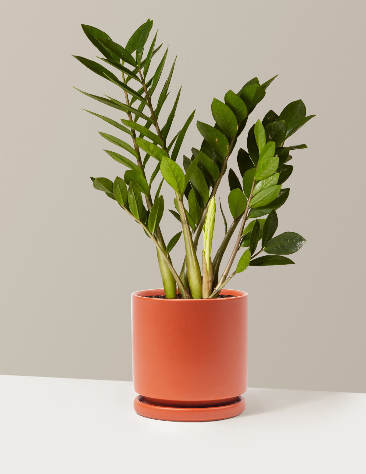 ZZ Bitkisi (Zamioculcas zamiifolia)