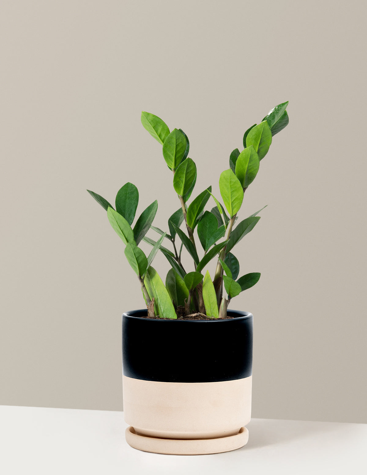ZZ Bitkisi (Zamioculcas zamiifolia)