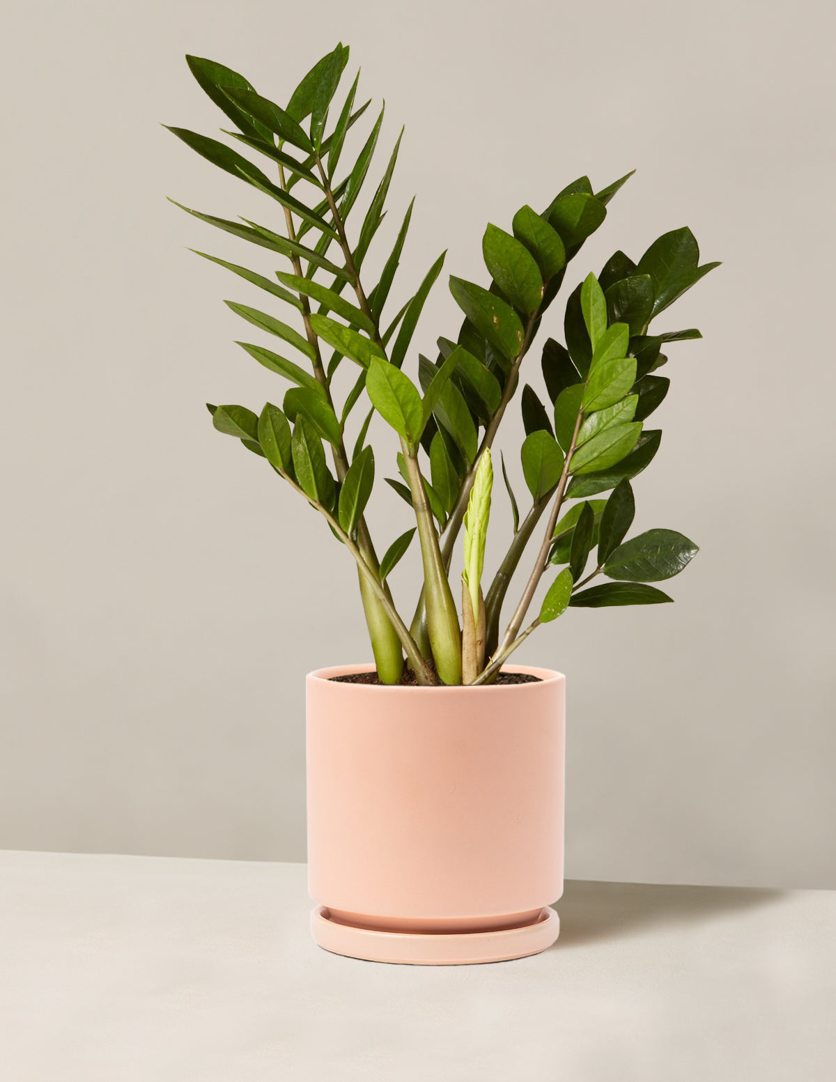 ZZ Bitkisi (Zamioculcas zamiifolia)