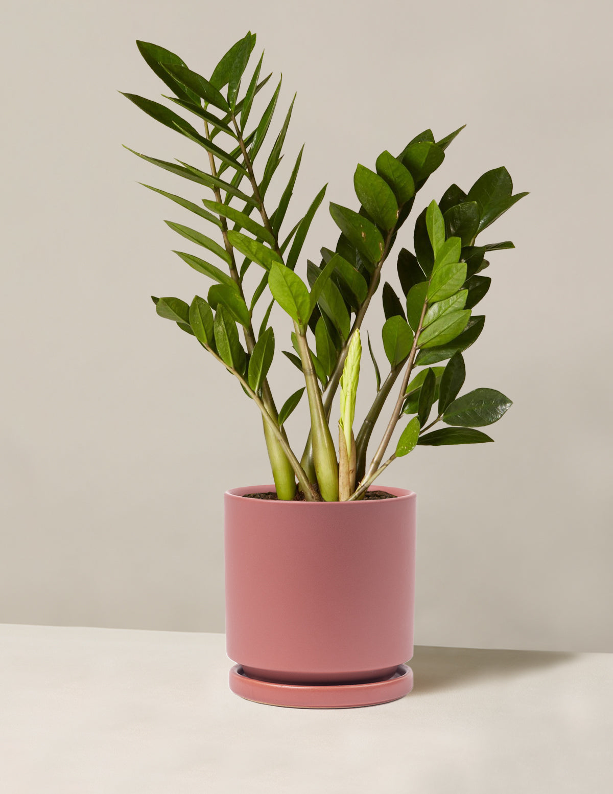 ZZ Bitkisi (Zamioculcas zamiifolia)