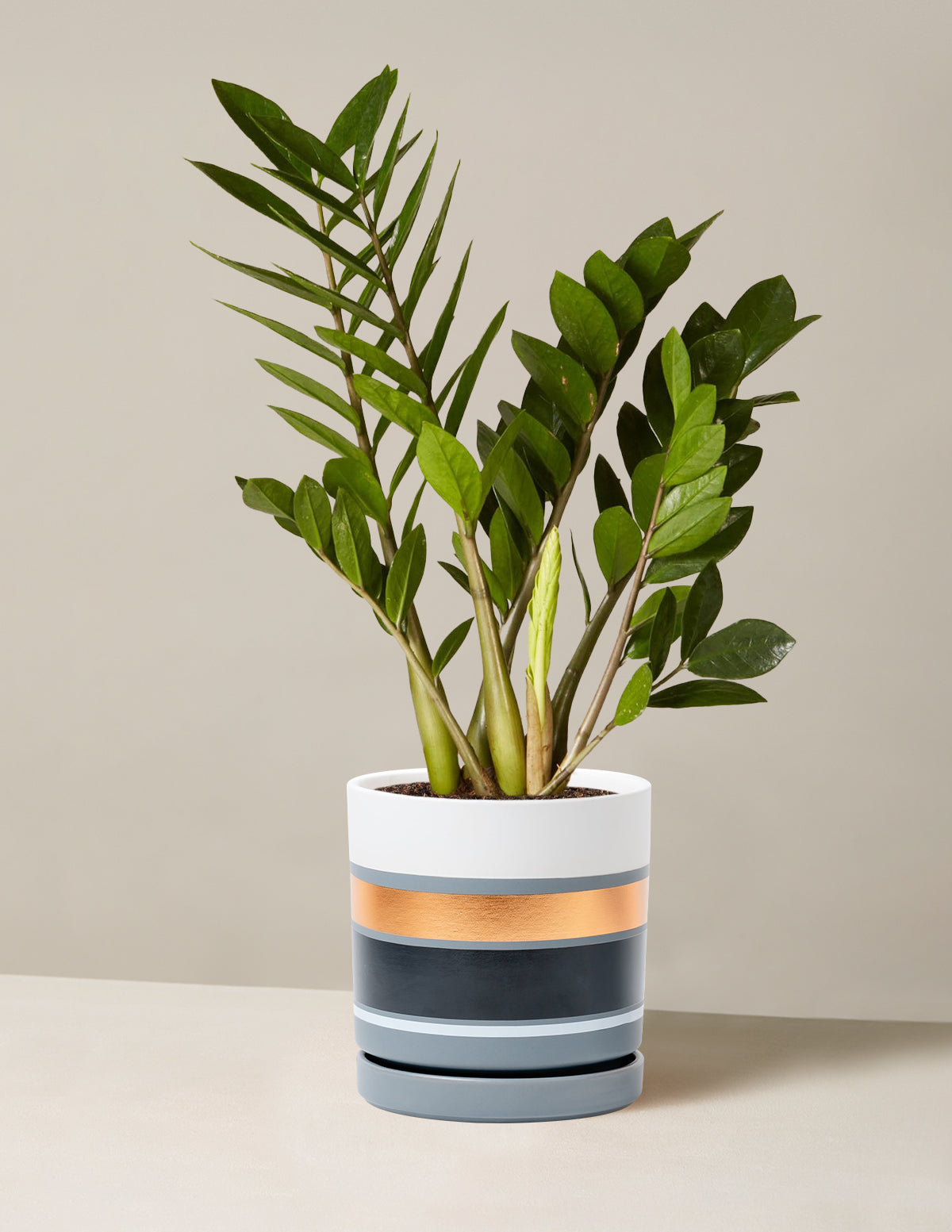 ZZ Bitkisi (Zamioculcas zamiifolia)
