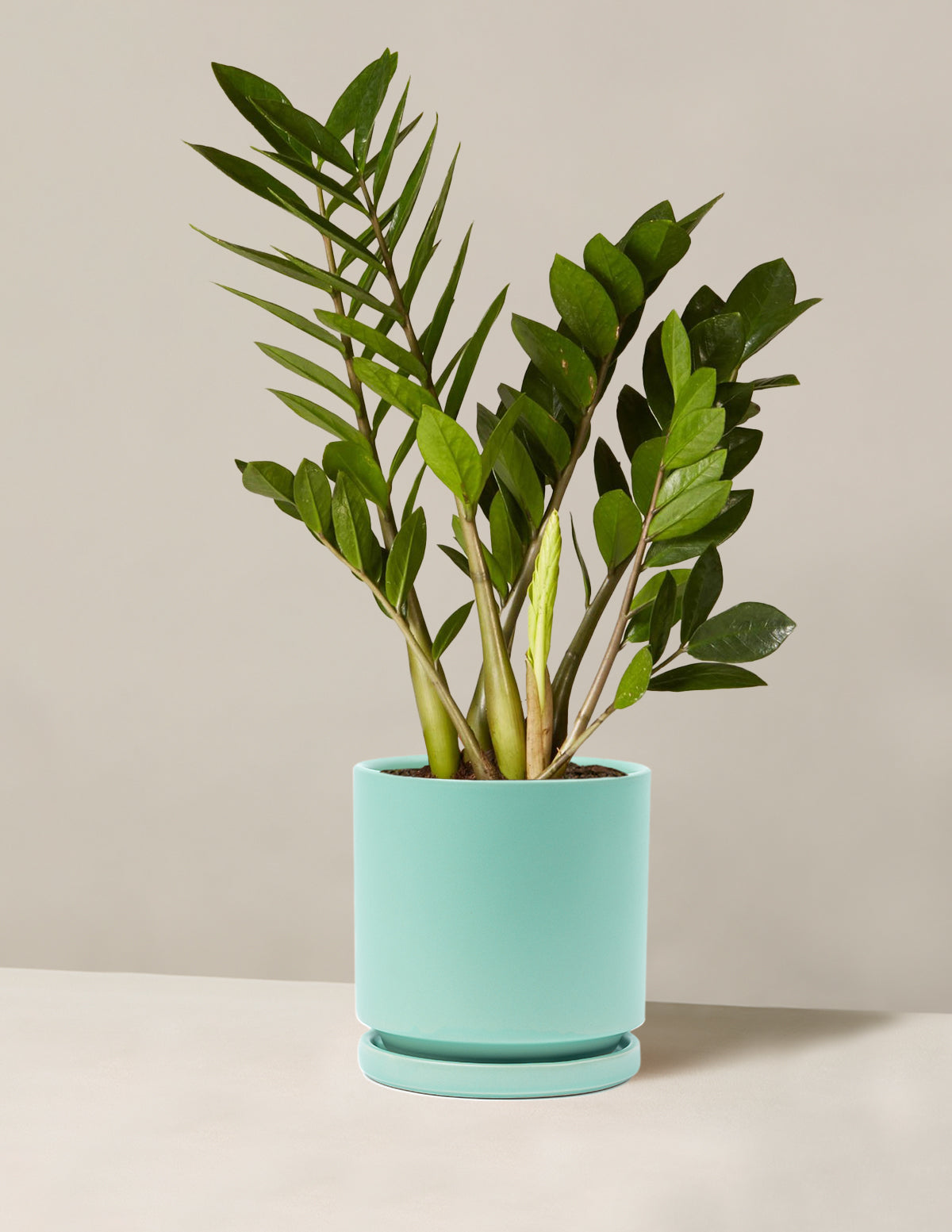 ZZ Bitkisi (Zamioculcas zamiifolia)