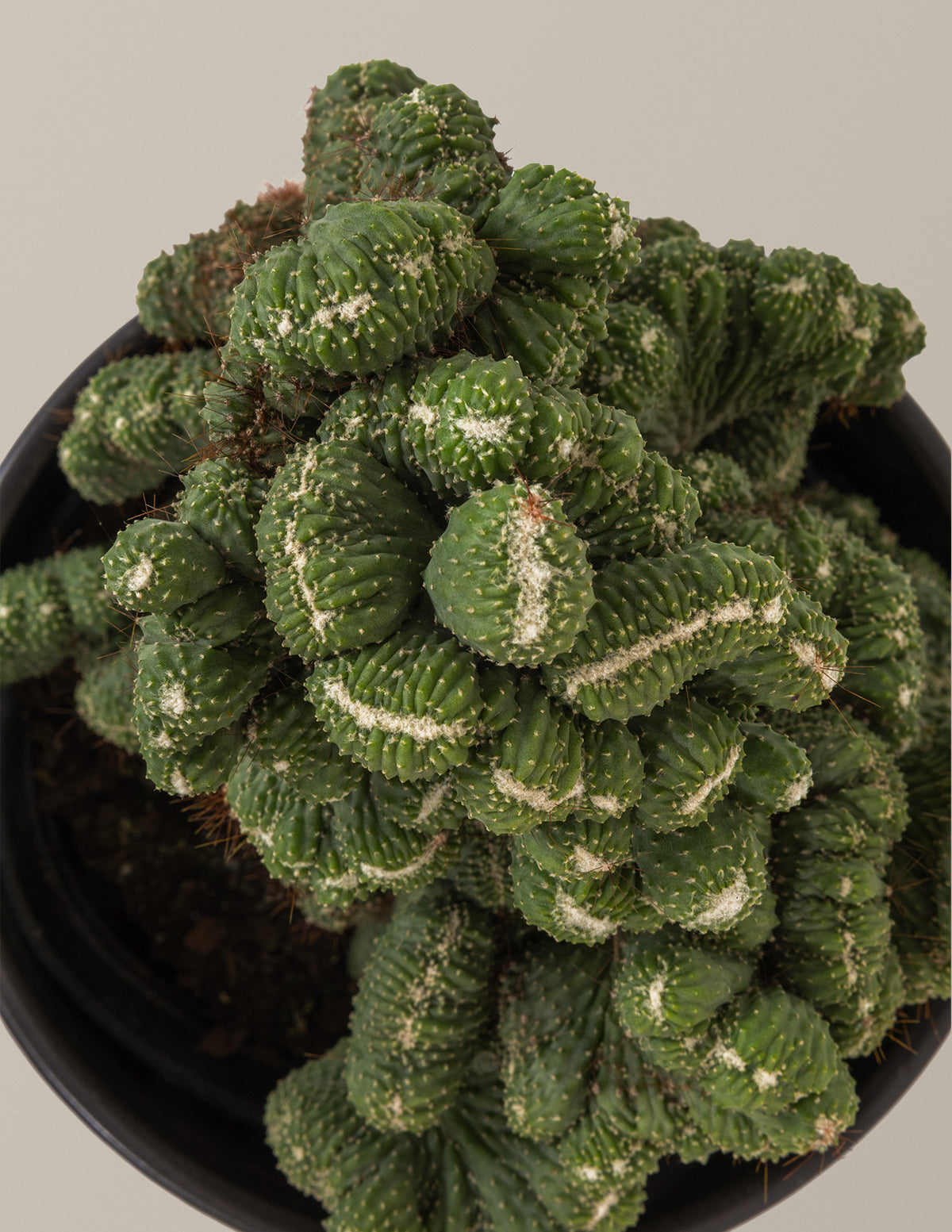 Cereus Green Coral Kaktüs