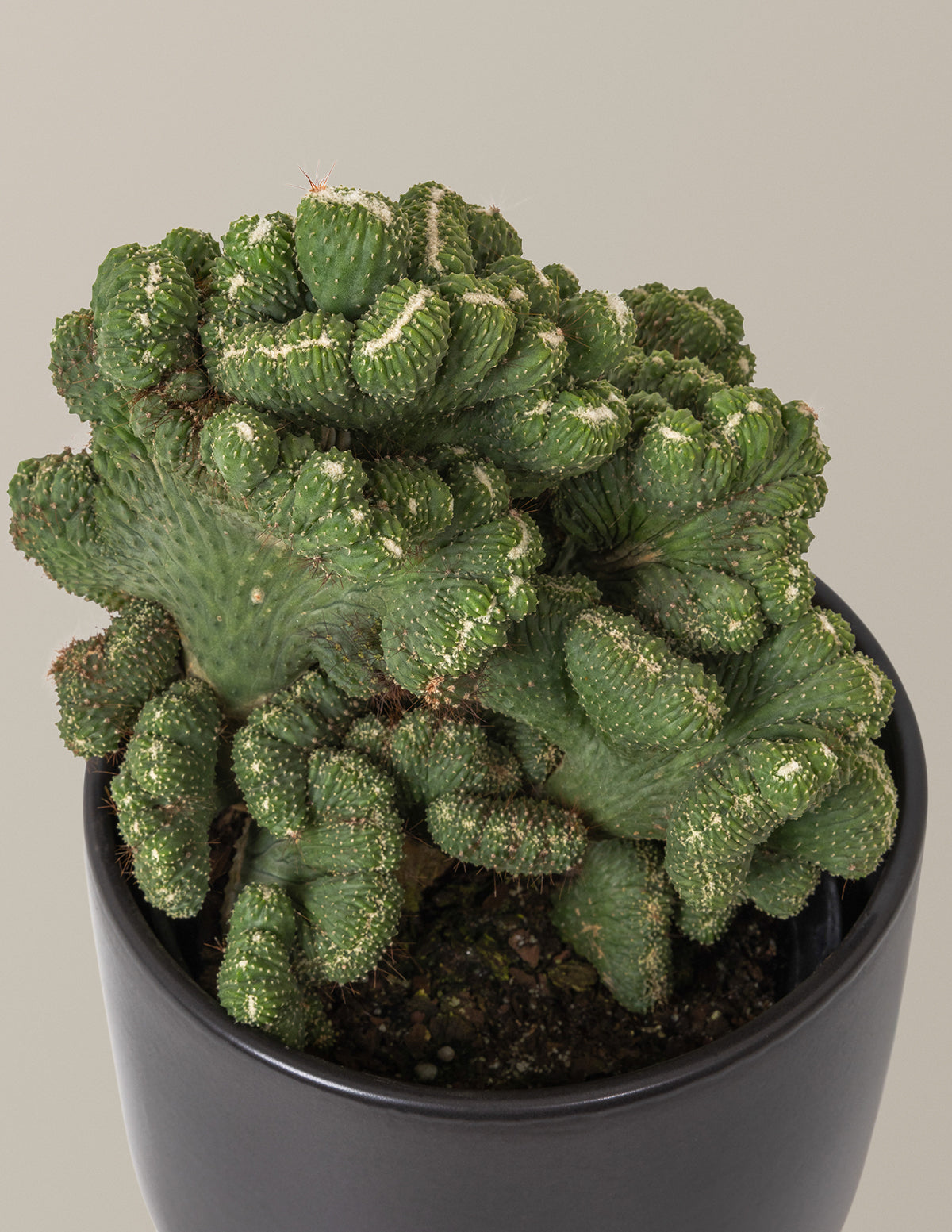 Cereus Green Coral Kaktüs