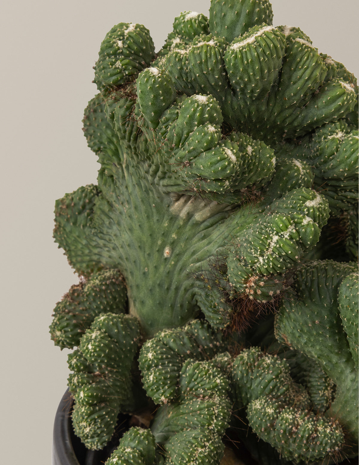 Cereus Green Coral Kaktüs