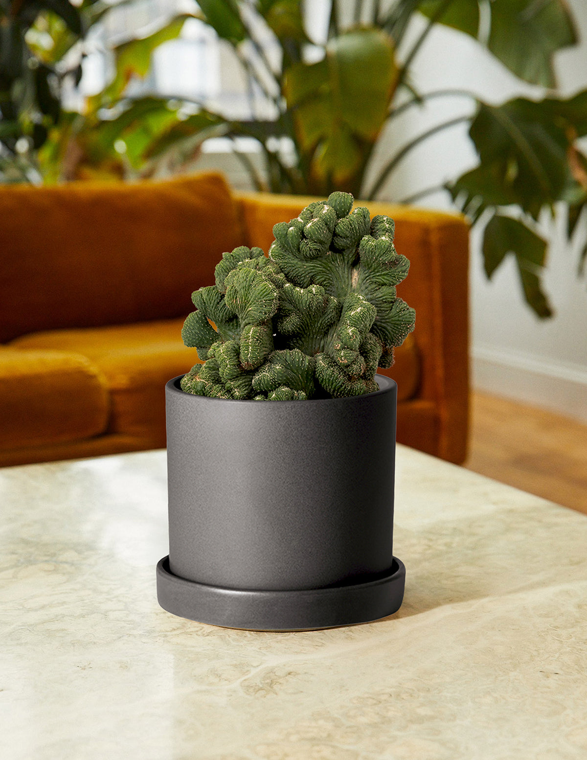 Cereus Green Coral Kaktüs
