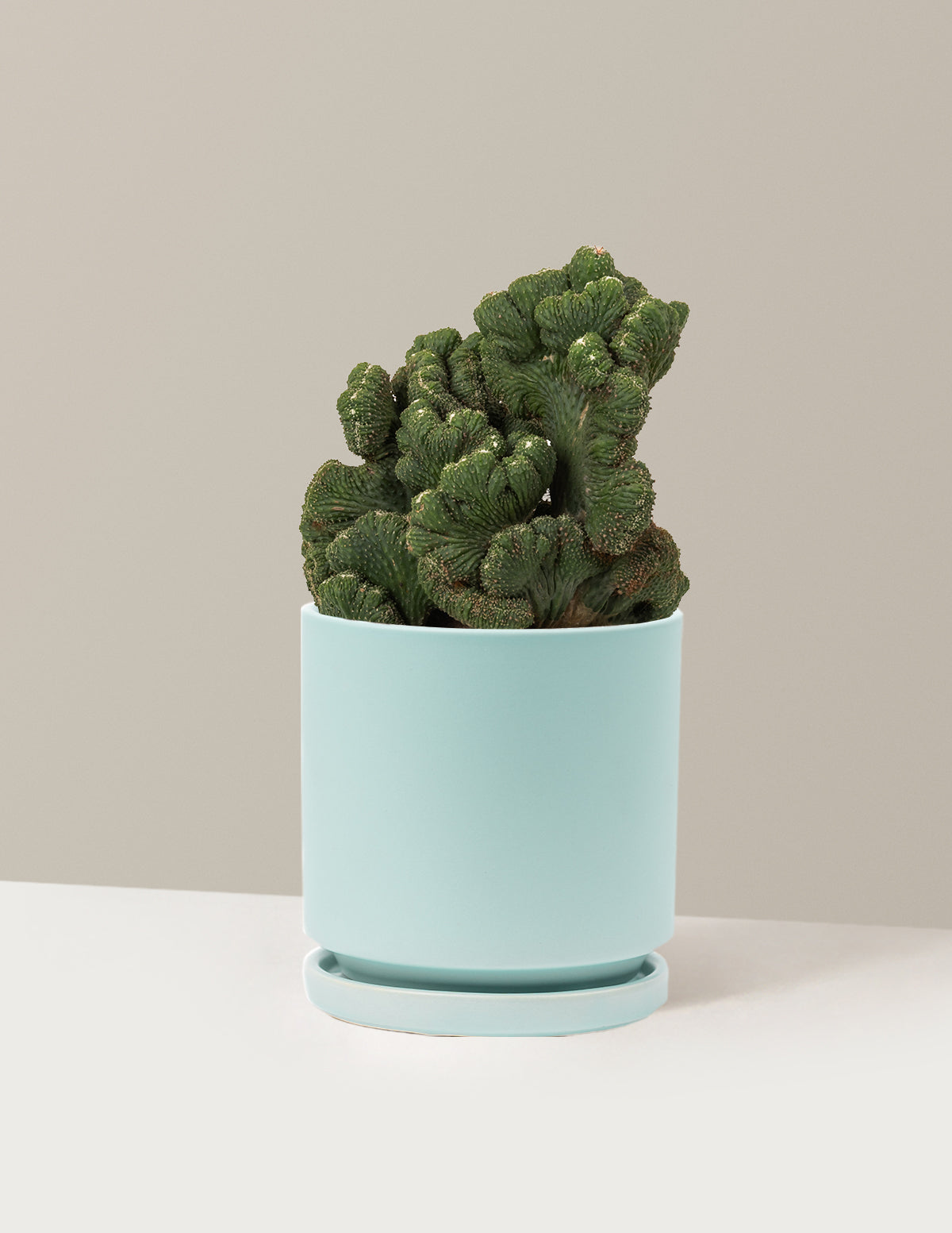 Cereus Green Coral Kaktüs