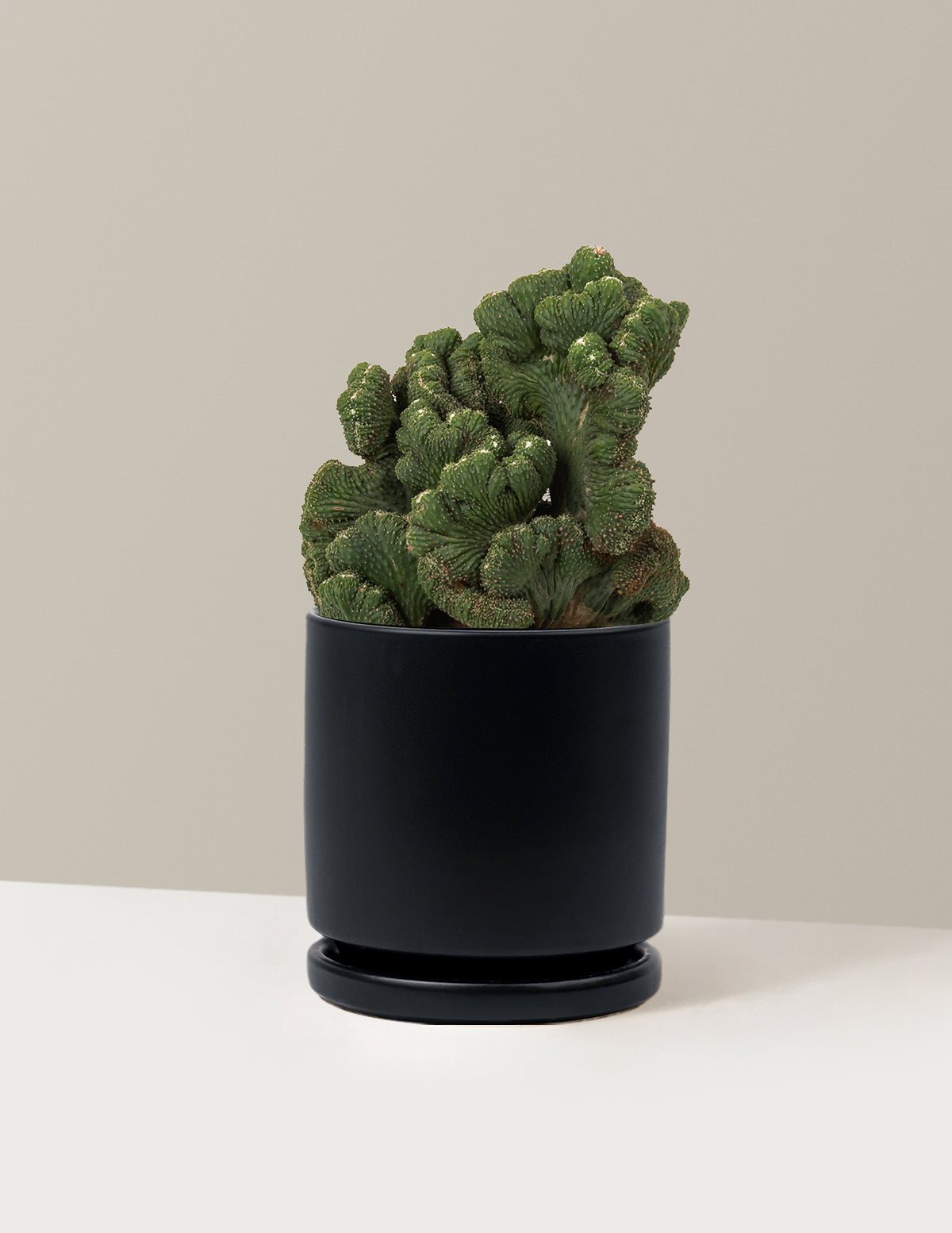Cereus Green Coral Kaktüs