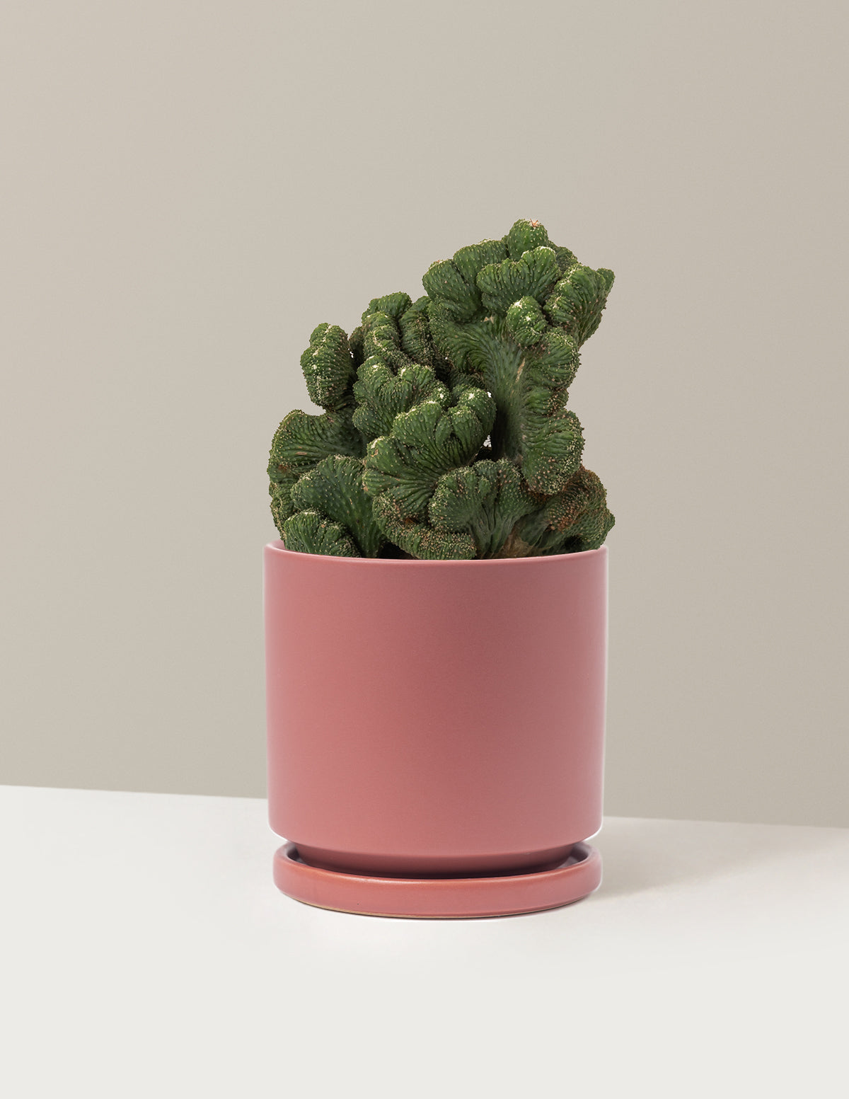 Cereus Green Coral Kaktüs