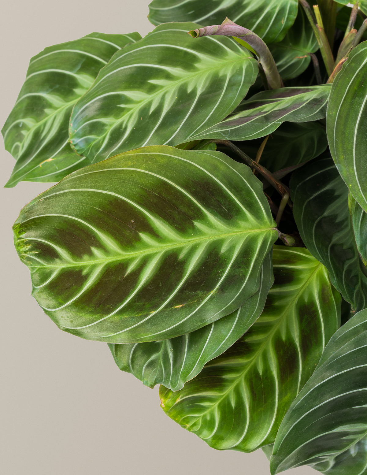 Siyah Dua Çiçeği (Maranta Black)
