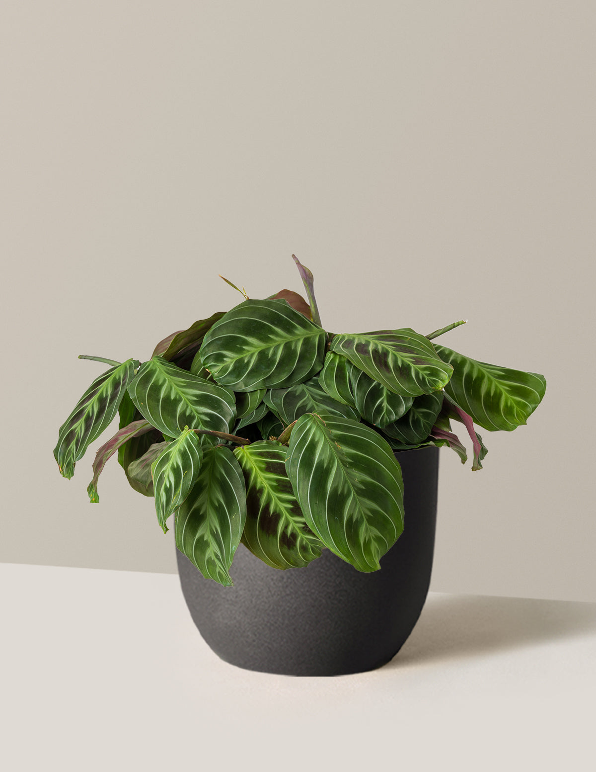 Siyah Dua Çiçeği (Maranta Black)