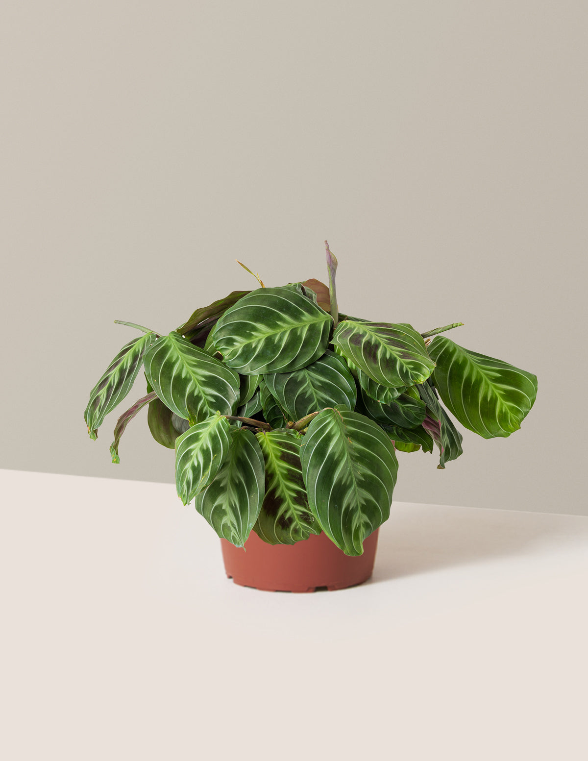 Siyah Dua Çiçeği (Maranta Black)