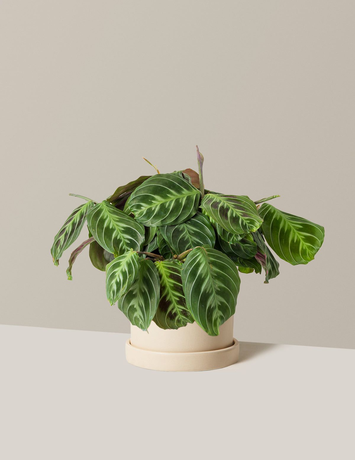 Siyah Dua Çiçeği (Maranta Black)