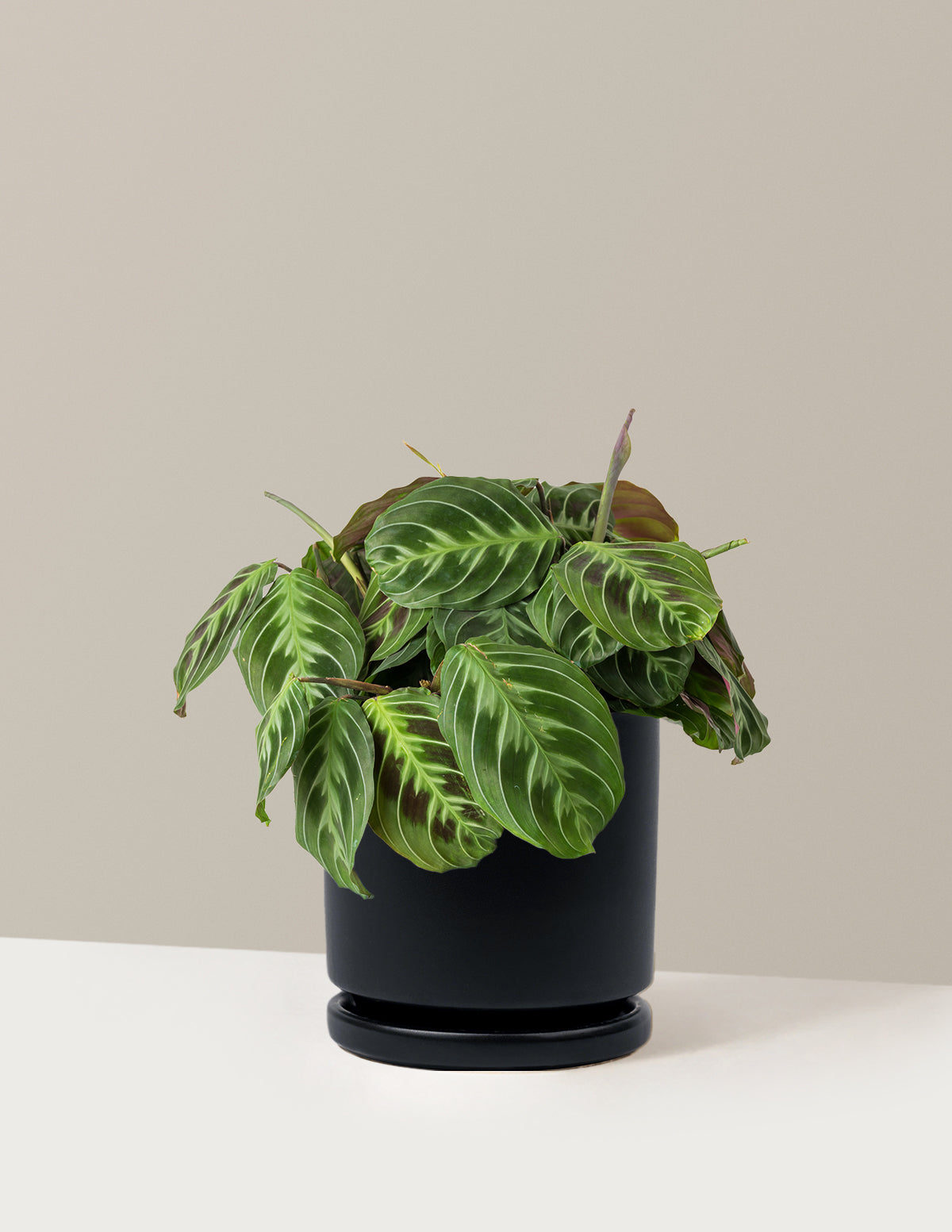 Siyah Dua Çiçeği (Maranta Black)