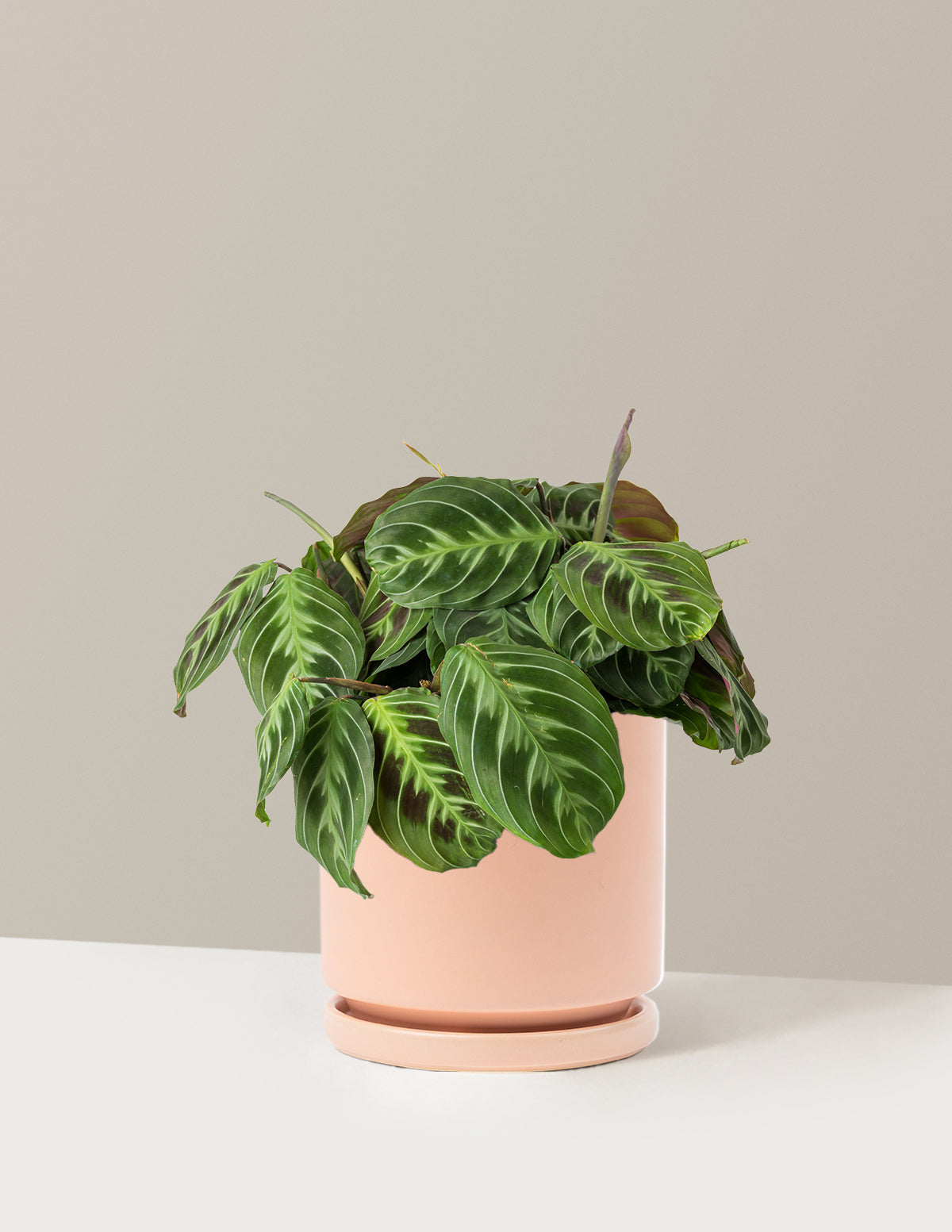 Siyah Dua Çiçeği (Maranta Black)