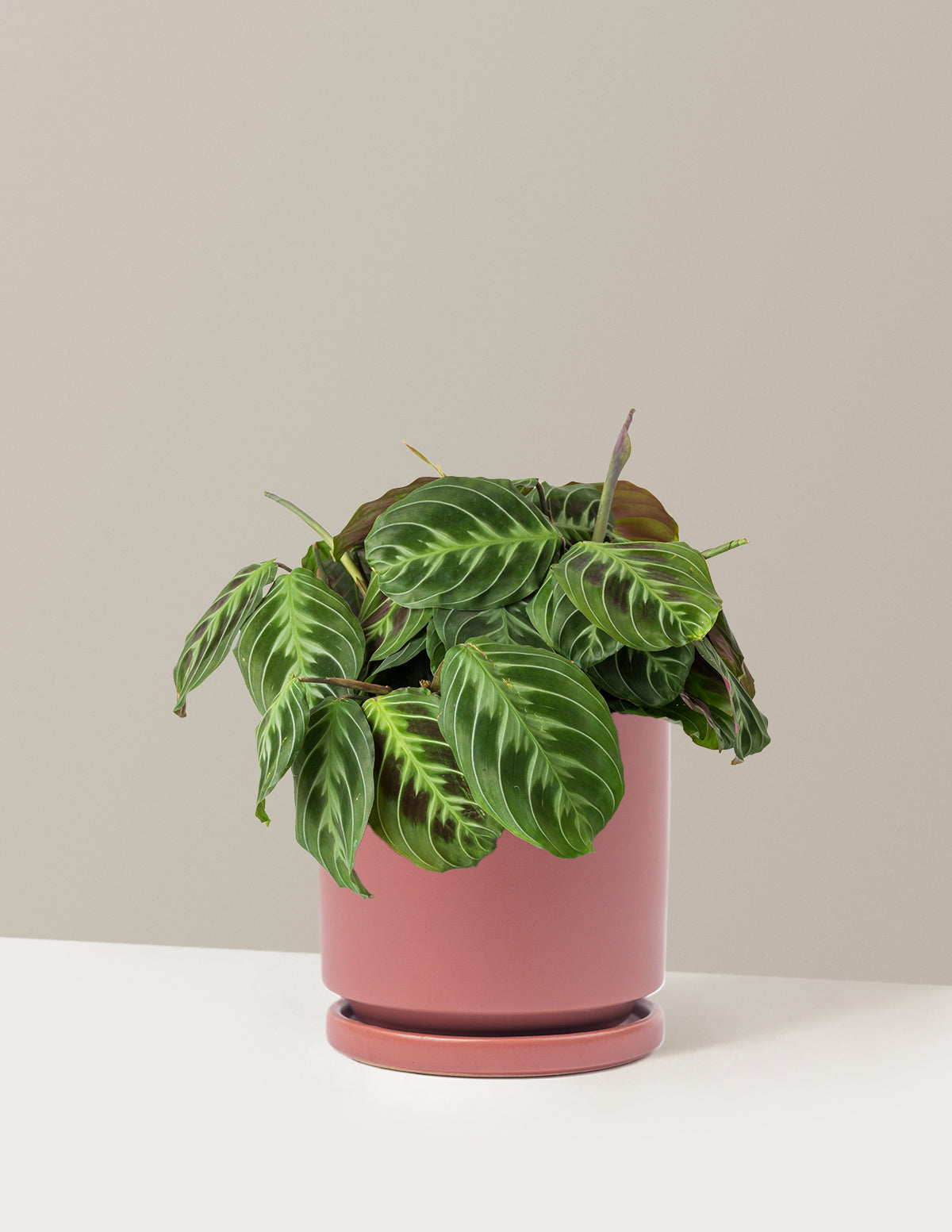Siyah Dua Çiçeği (Maranta Black)