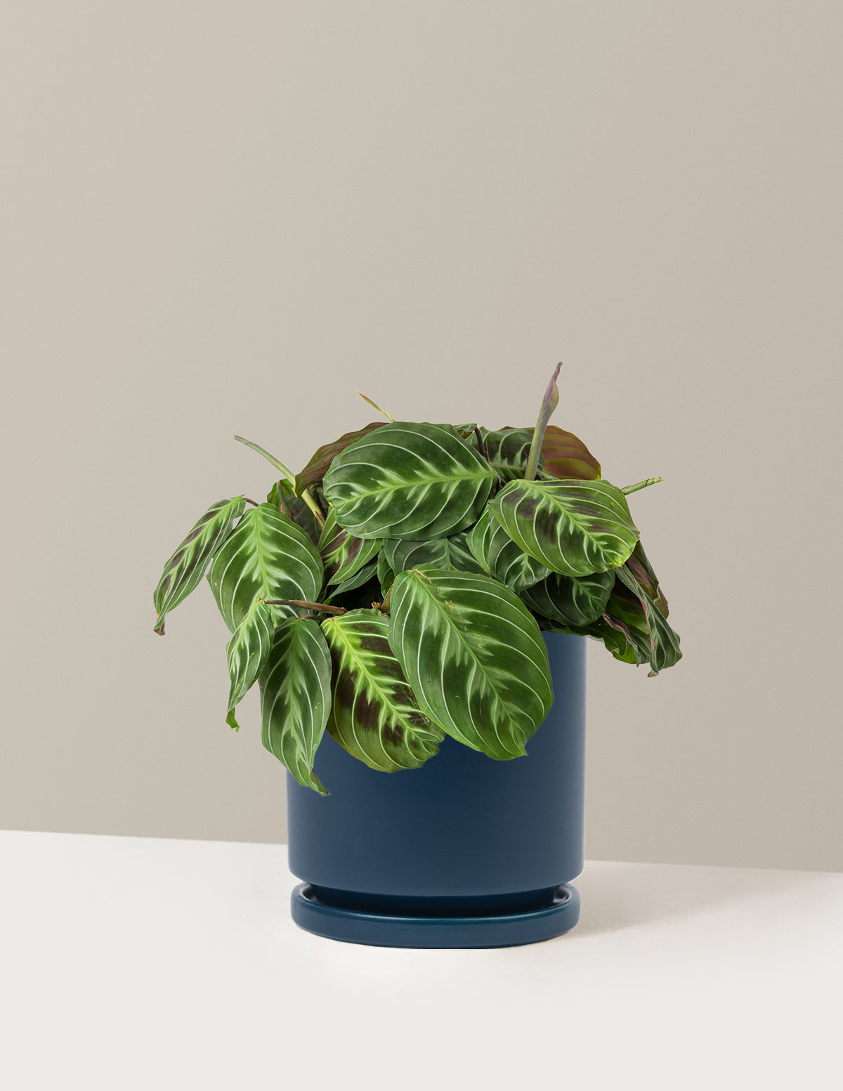 Siyah Dua Çiçeği (Maranta Black)
