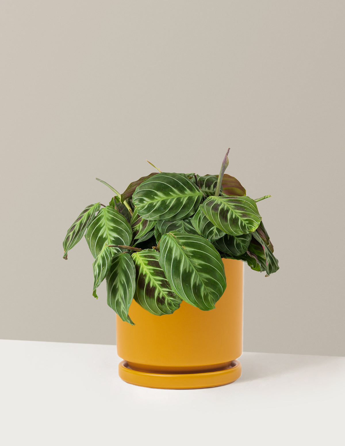Siyah Dua Çiçeği (Maranta Black)