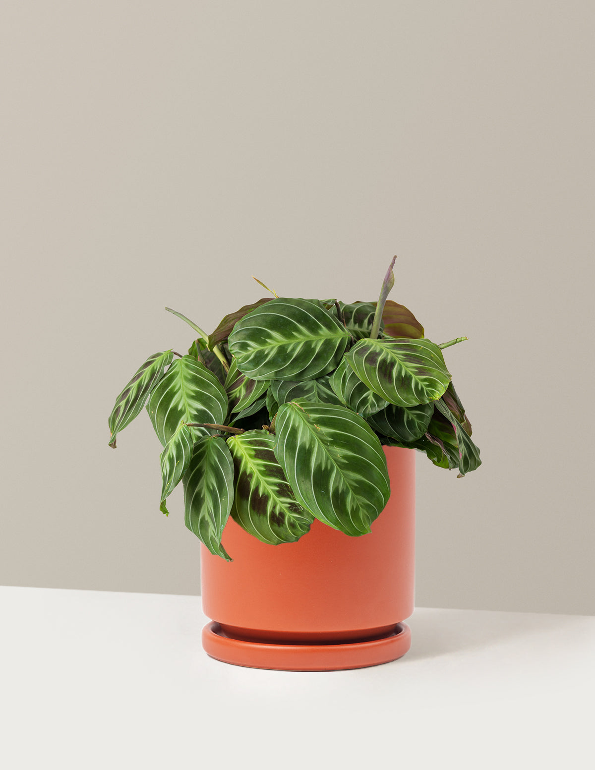 Siyah Dua Çiçeği (Maranta Black)