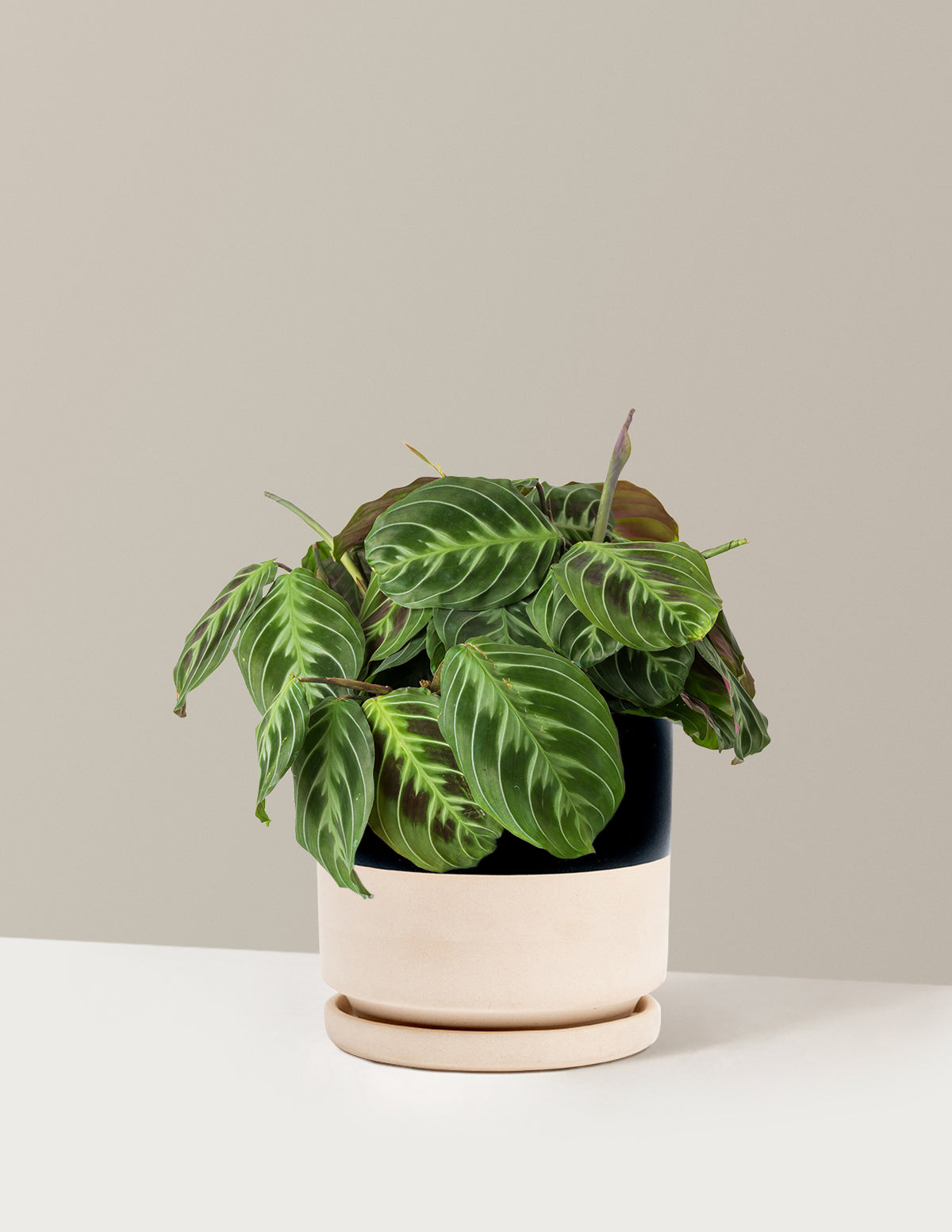 Siyah Dua Çiçeği (Maranta Black)