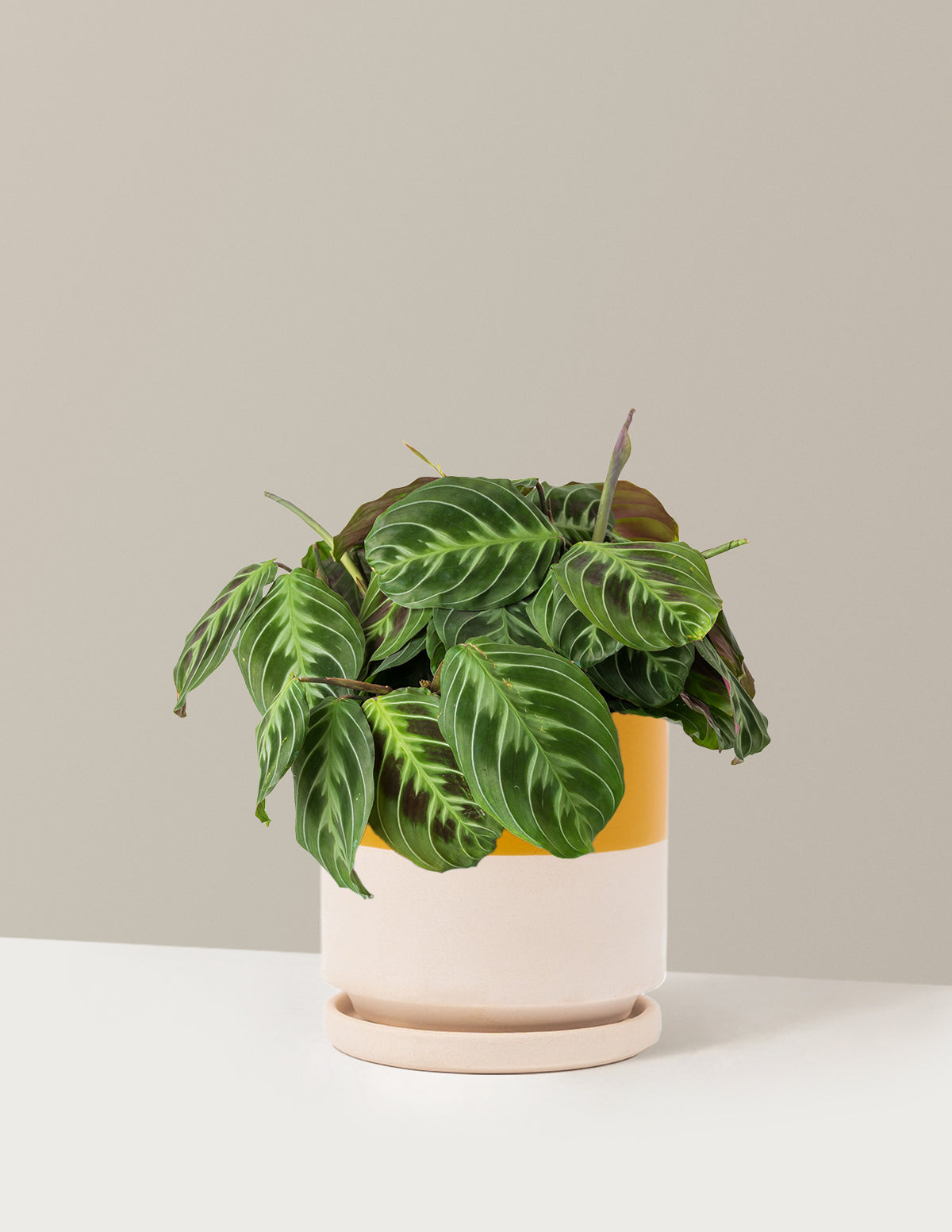 Siyah Dua Çiçeği (Maranta Black)