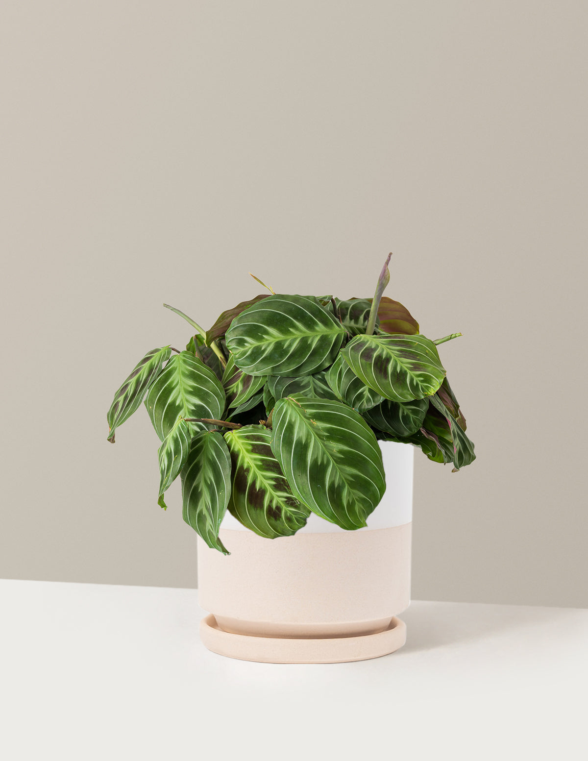 Siyah Dua Çiçeği (Maranta Black)