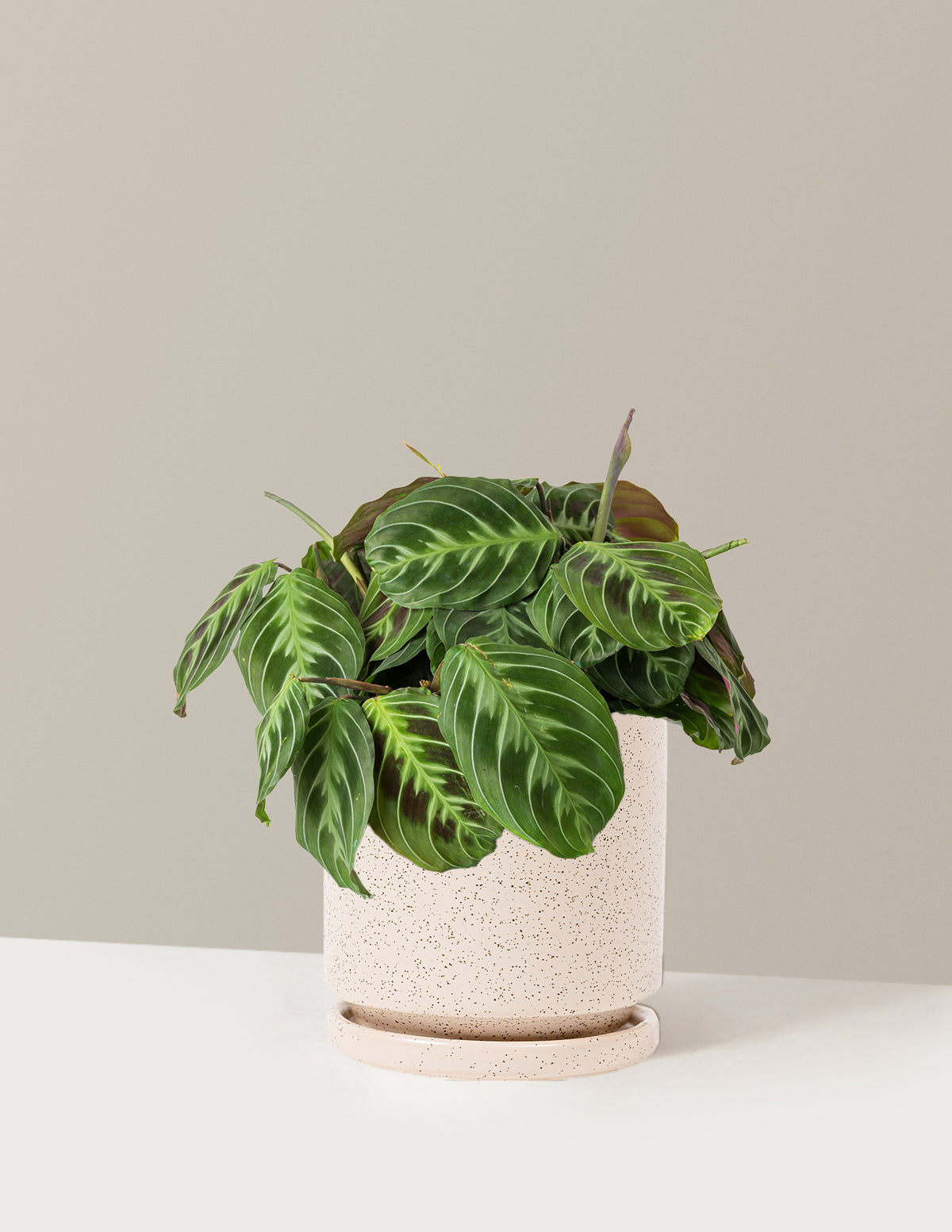 Siyah Dua Çiçeği (Maranta Black)