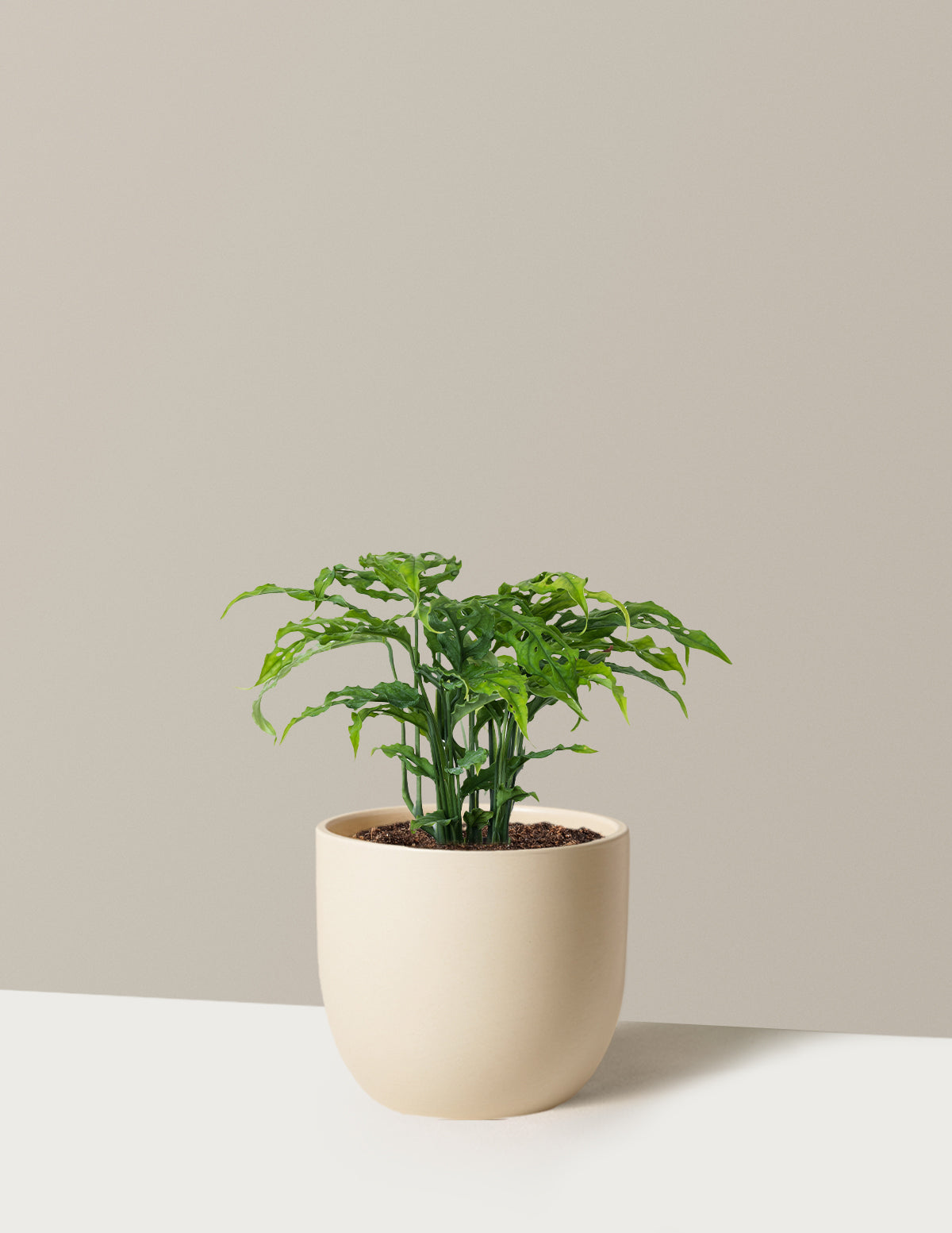 Nadir Monstera Obliqua