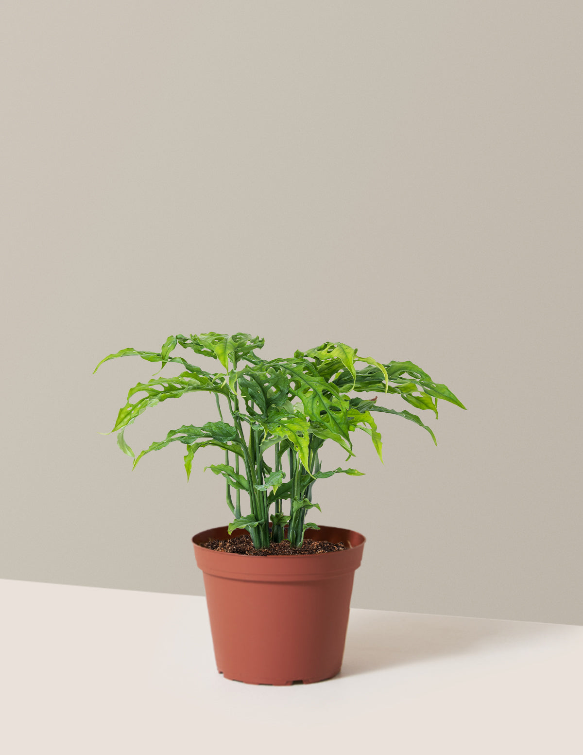 Nadir Monstera Obliqua
