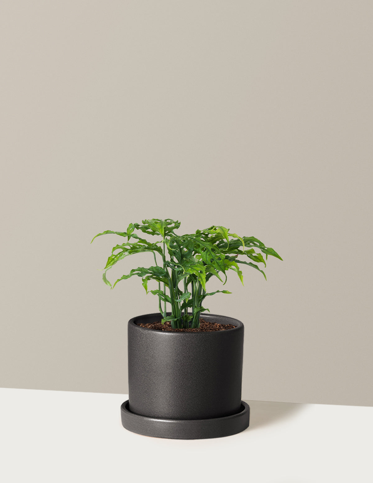 Nadir Monstera Obliqua