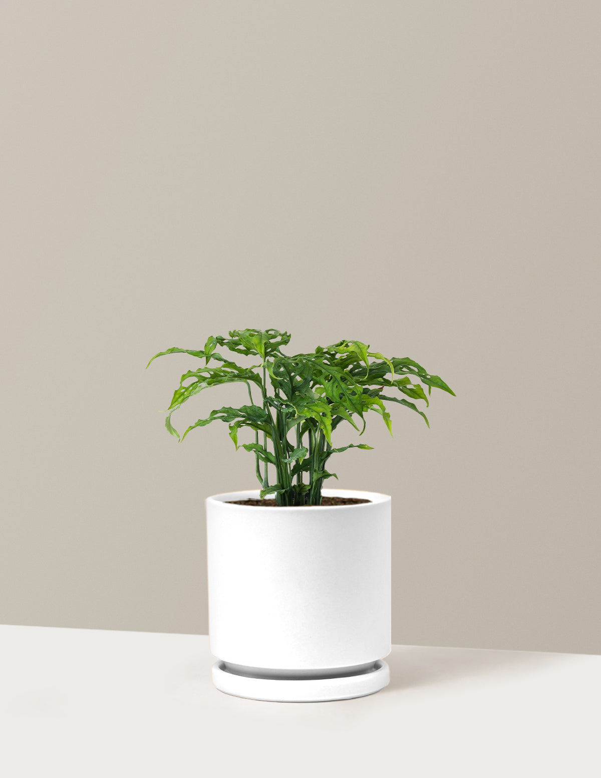 Nadir Monstera Obliqua
