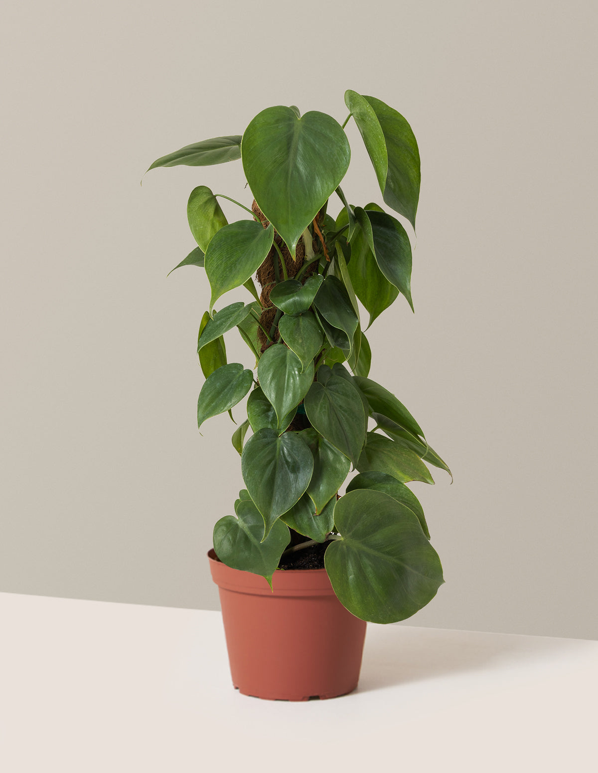 Heartleaf Philodendron Totem