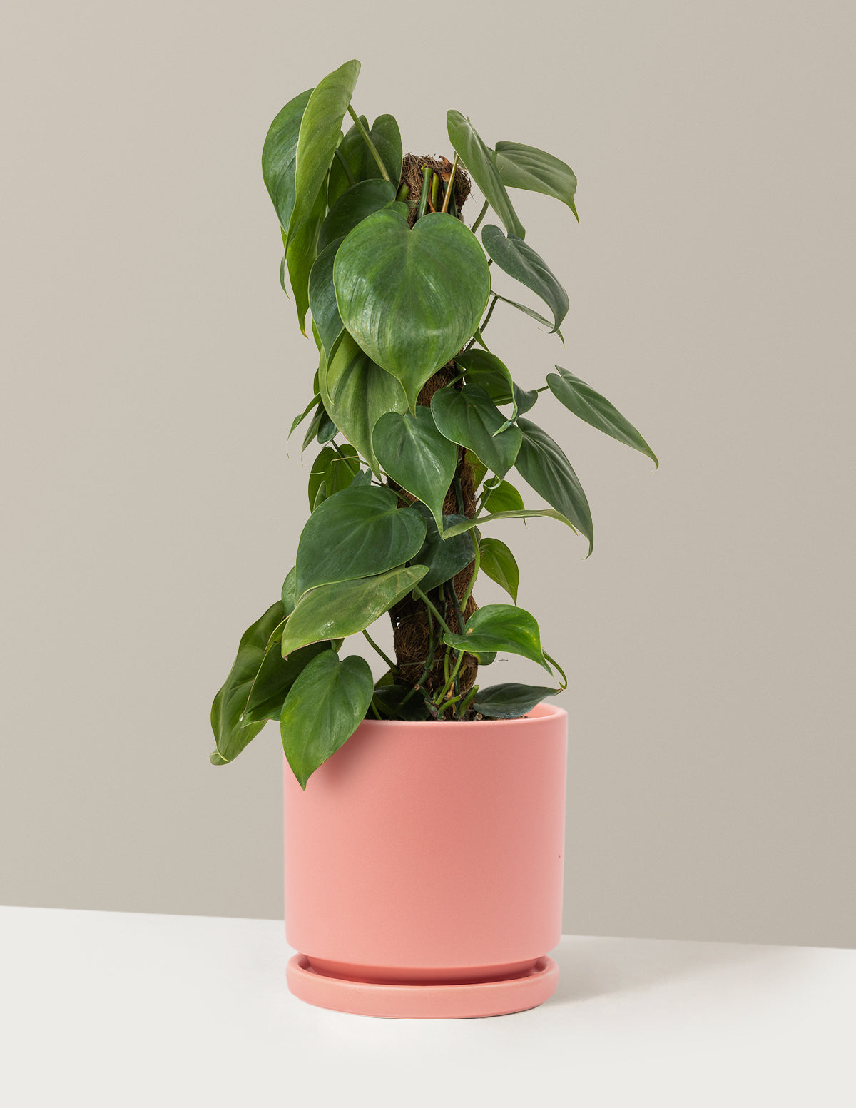 Heartleaf Philodendron Totem