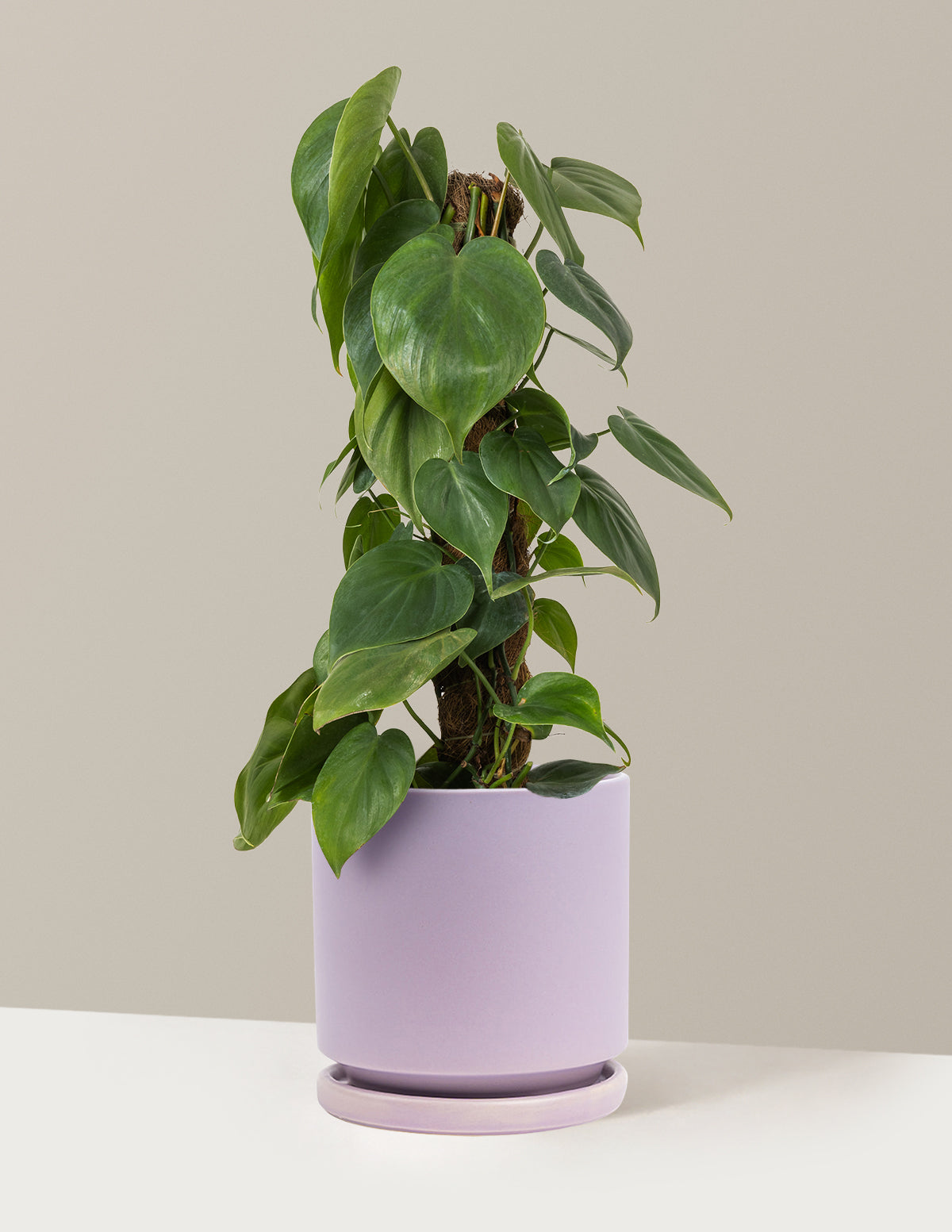 Heartleaf Philodendron Totem