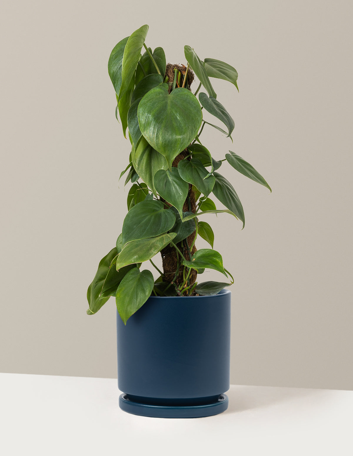 Heartleaf Philodendron Totem